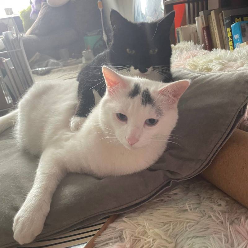 独立服装工作室在朱家角,找有一位长期室友_4