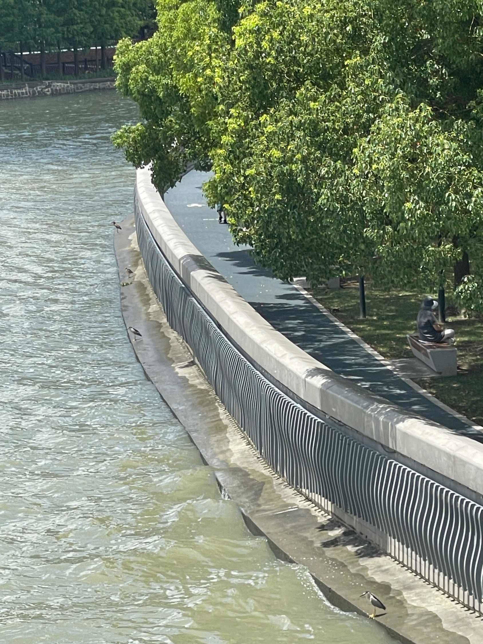 这是什么🐦 最近苏州河面不那么平静