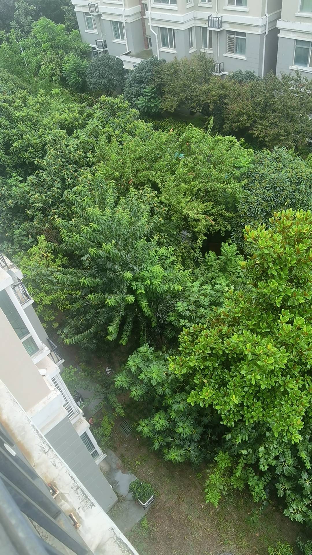 郁郁葱葱 完美室友 