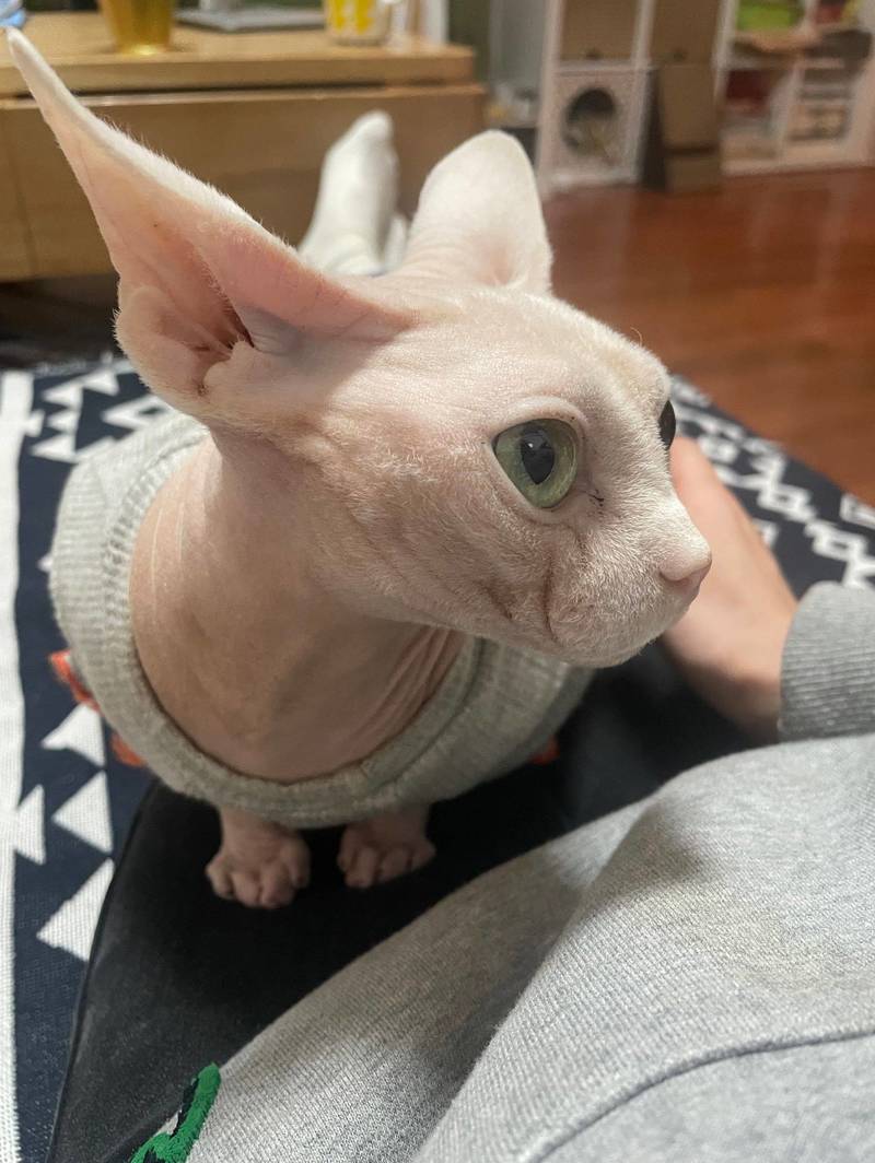 我家佩奇也和姥姥回家了