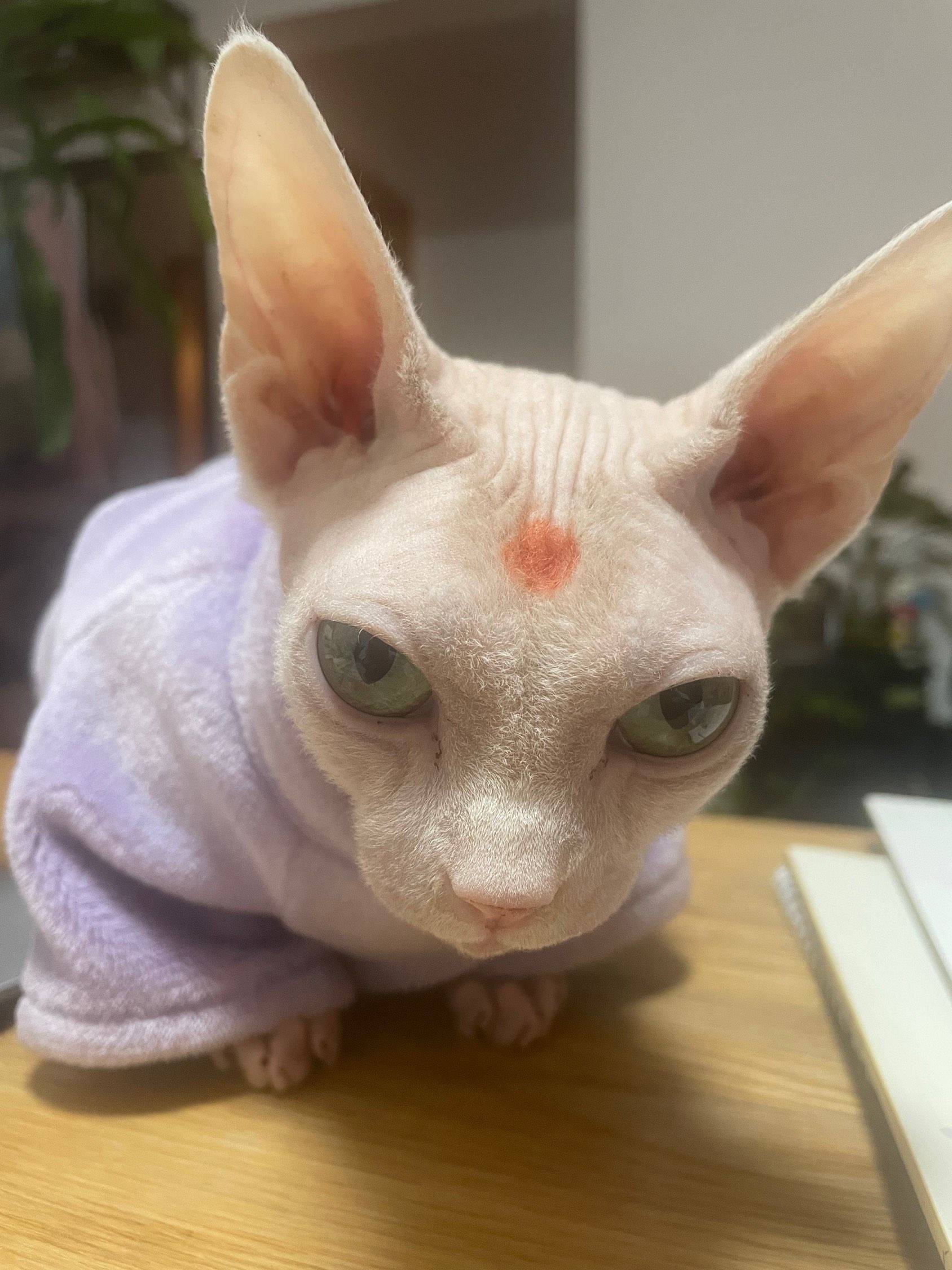 我家佩奇也和姥姥回家了 _1