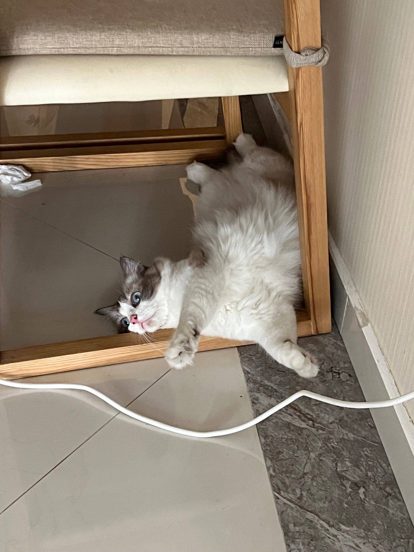 我的猫，在纳凉