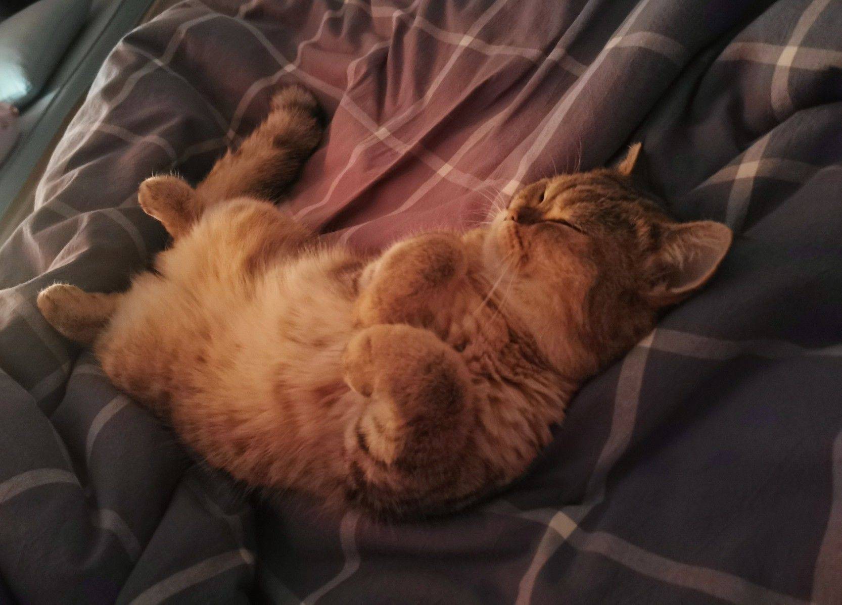小猫咪的八百个睡姿_3
