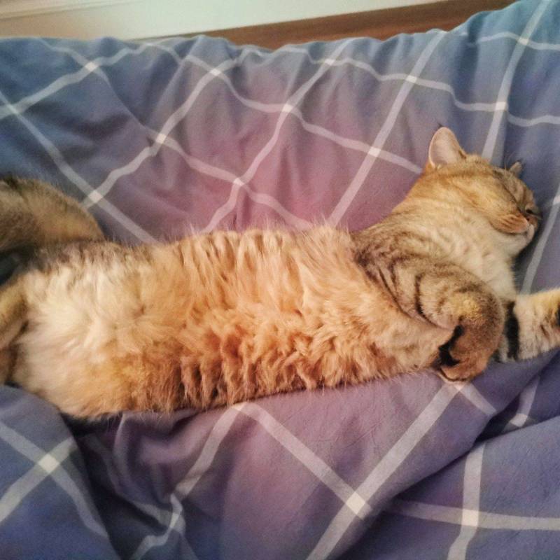 小猫咪的八百个睡姿