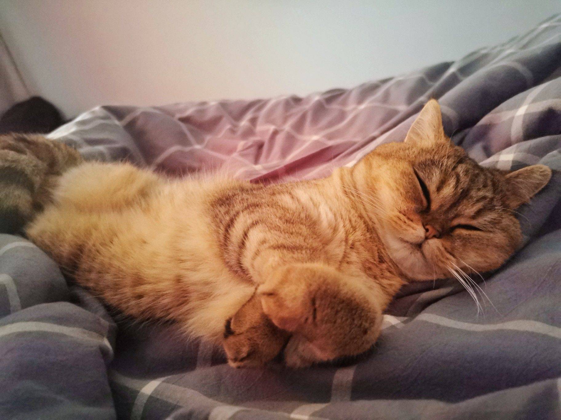 小猫咪的八百个睡姿_1