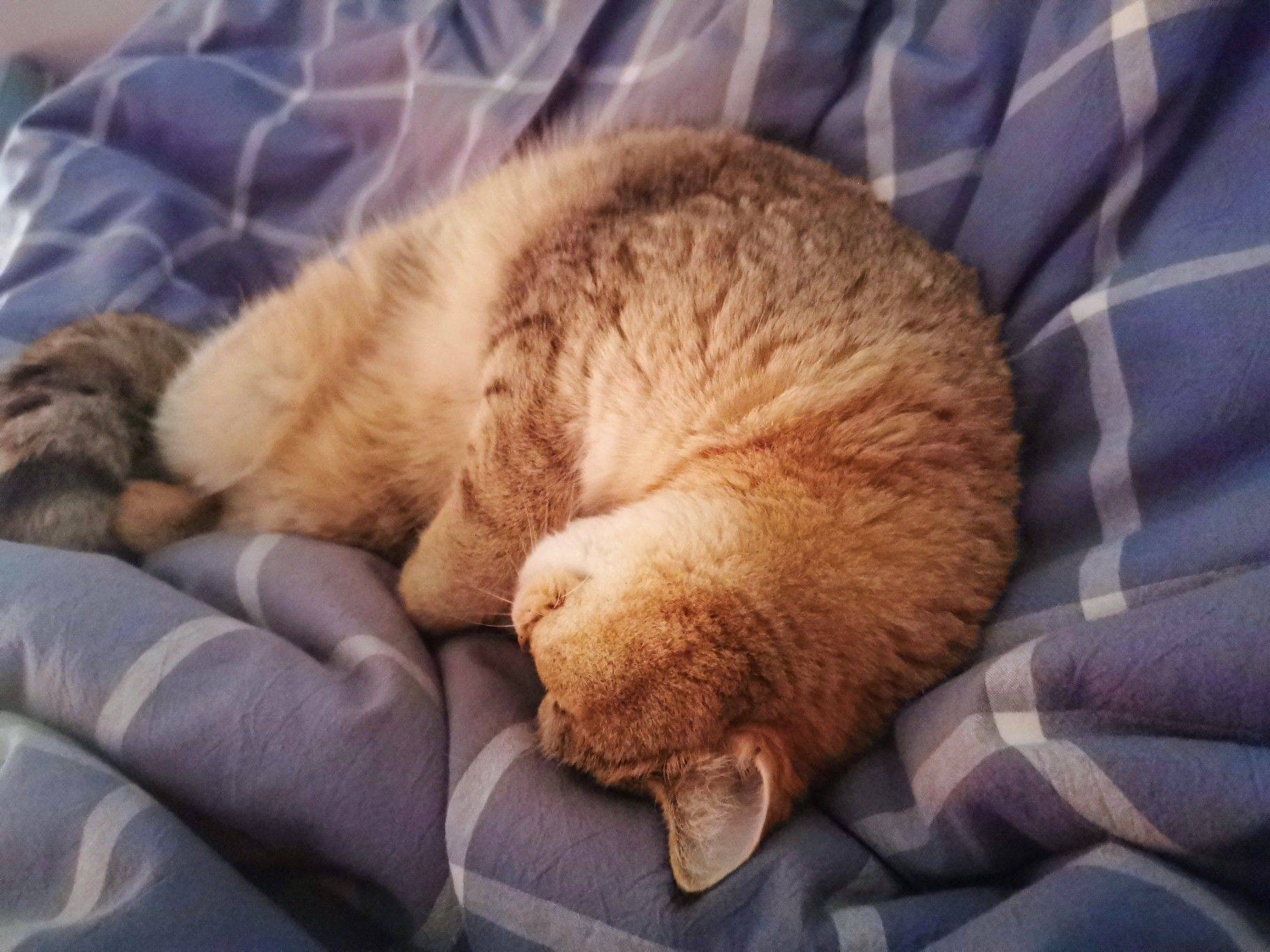 小猫咪的八百个睡姿_2