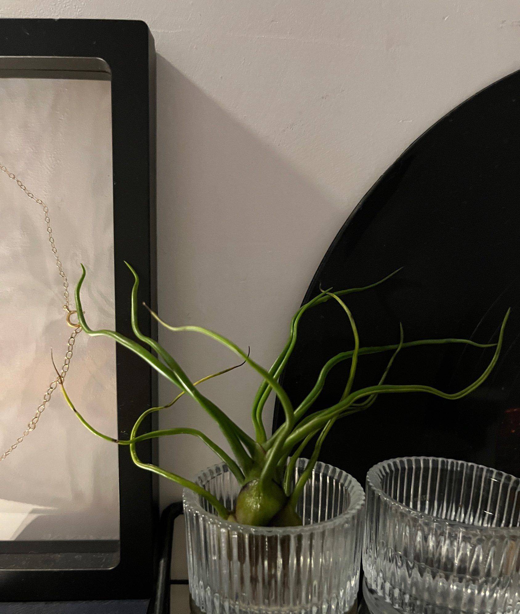 一名植物杀手放下了屠刀