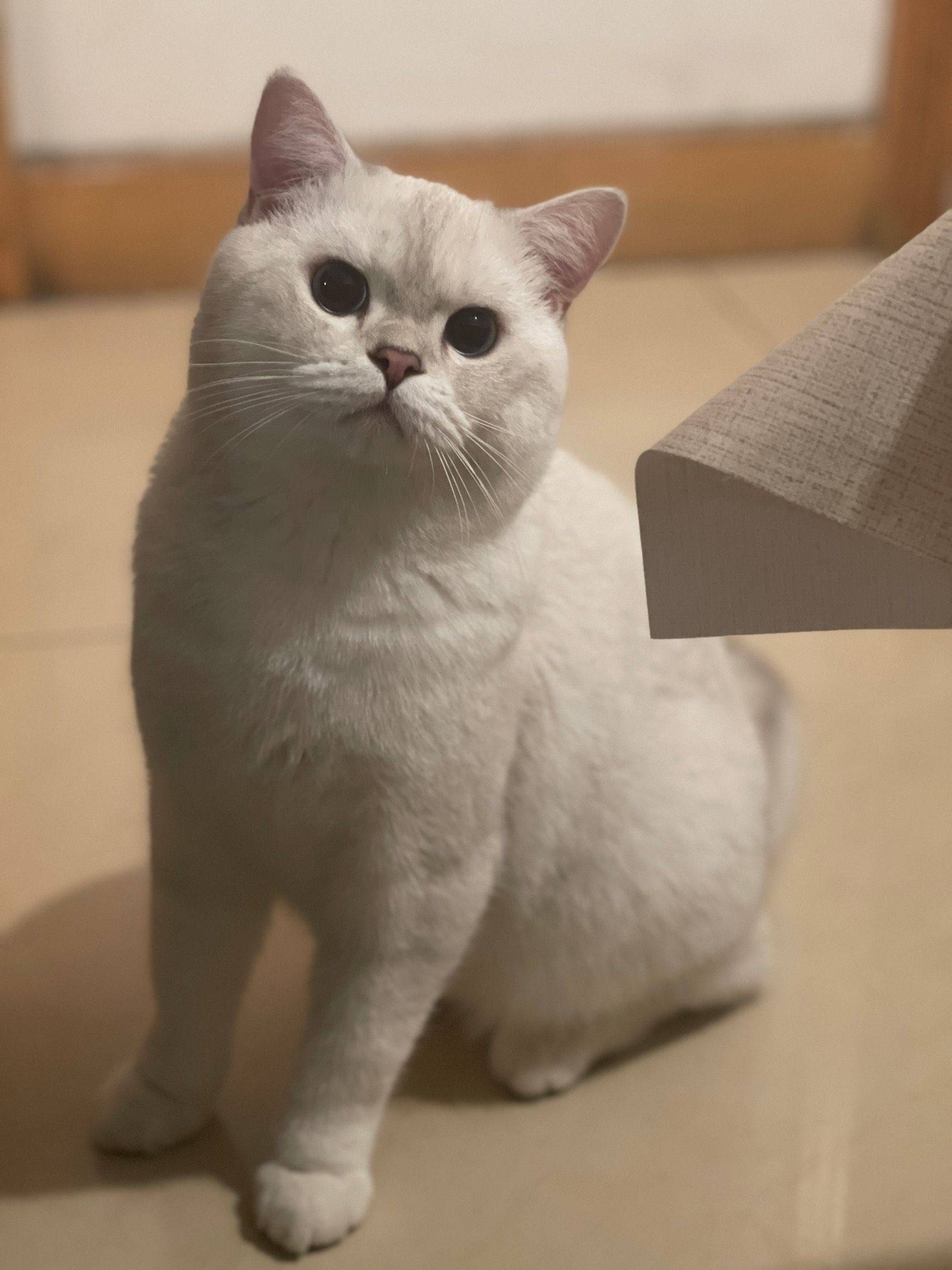 萌萌哈基米在线蹲室友小姐姐一起生活_1