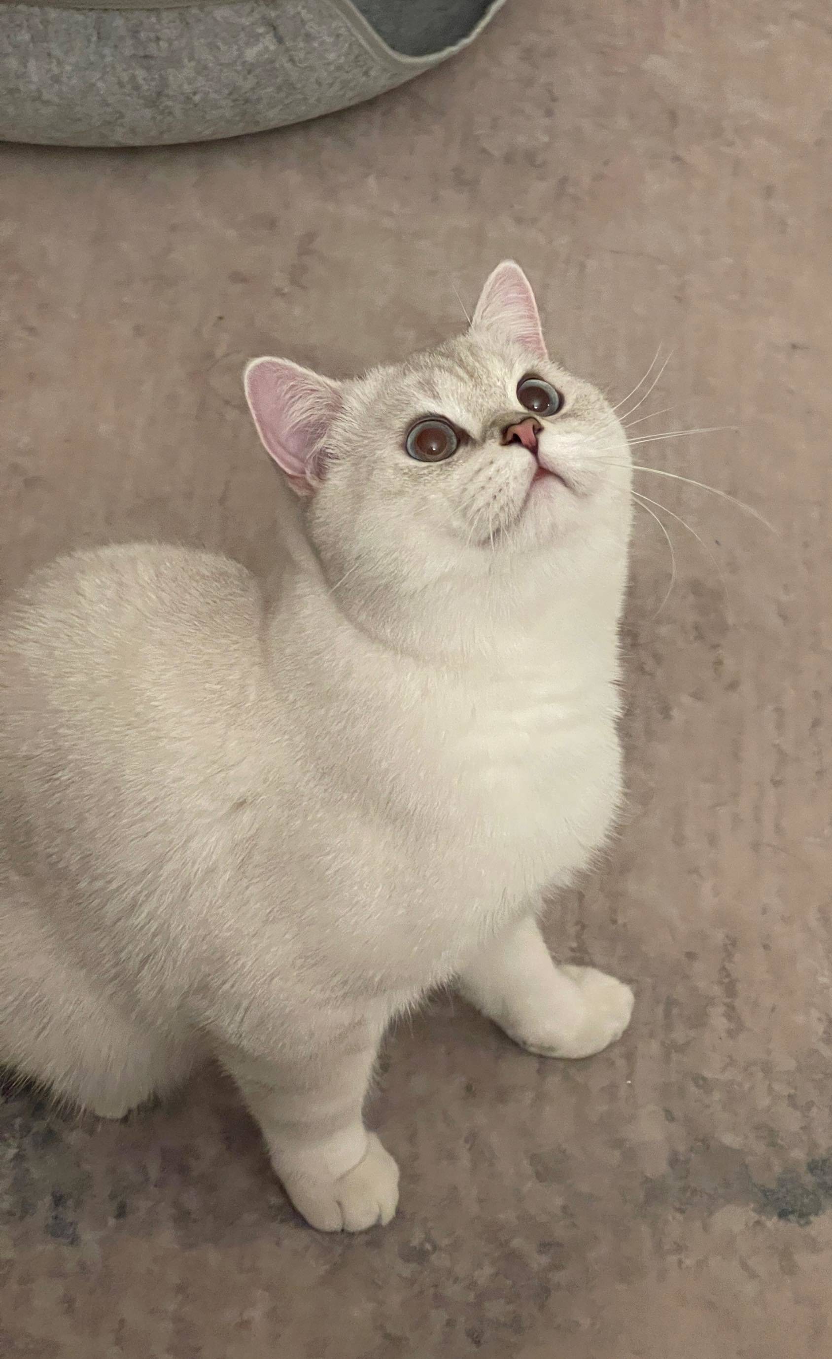 萌萌哈基米在线蹲室友小姐姐一起生活