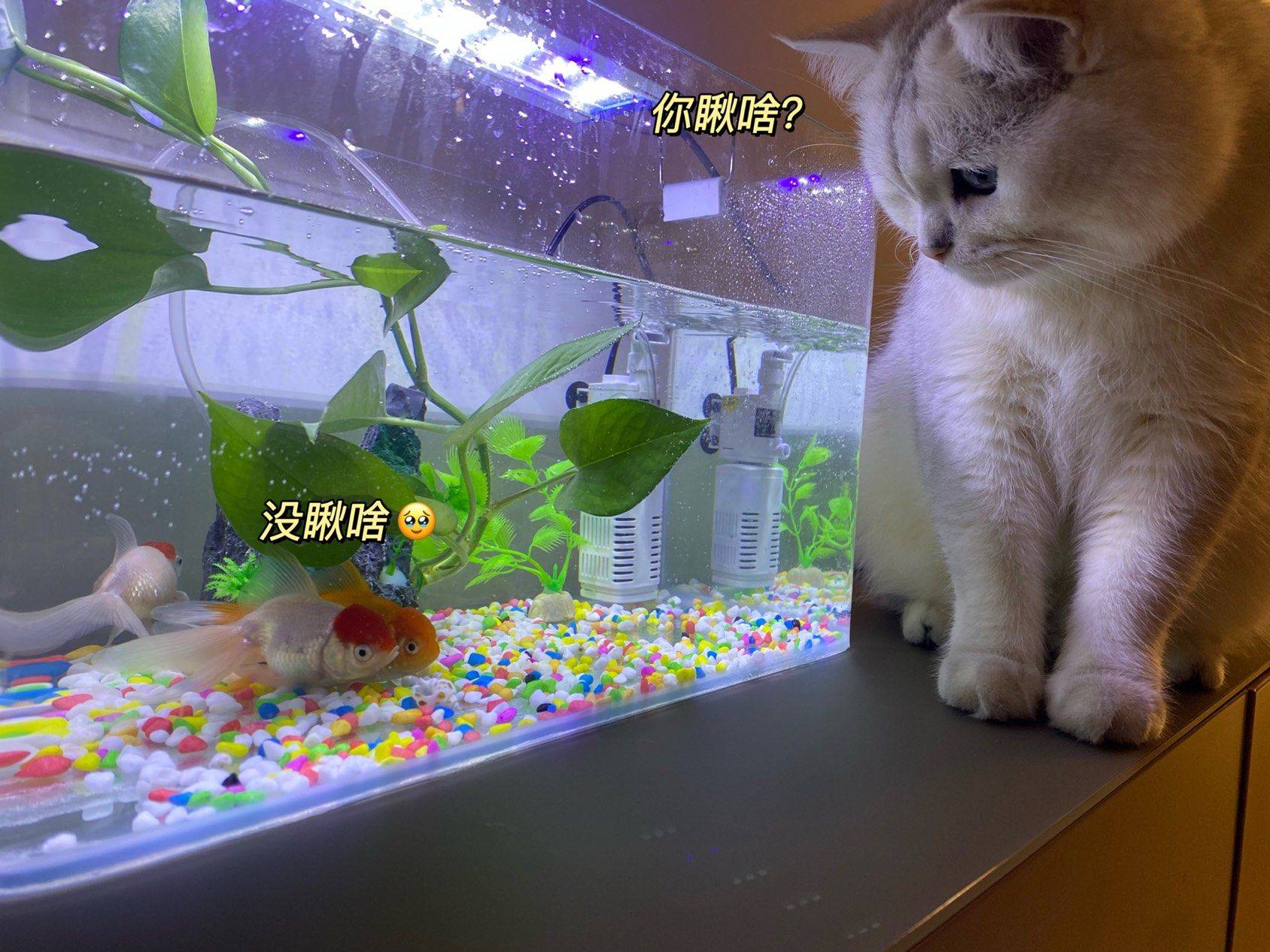 养小鱼啦～_1