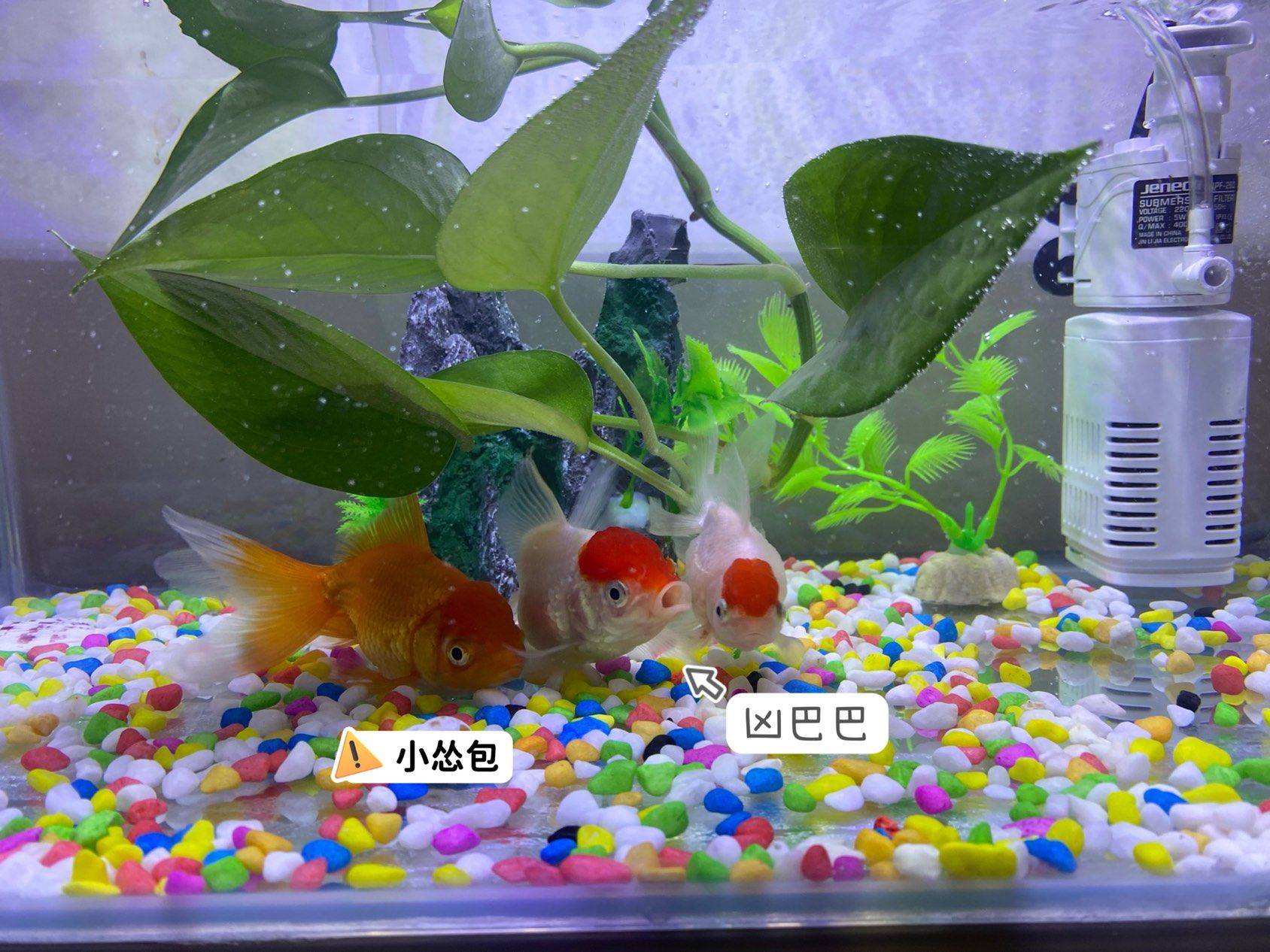 养小鱼啦～