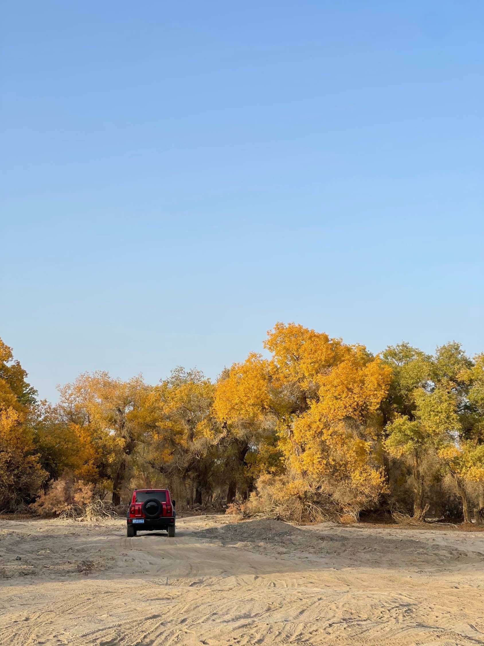 轮台落日VS胡杨_1