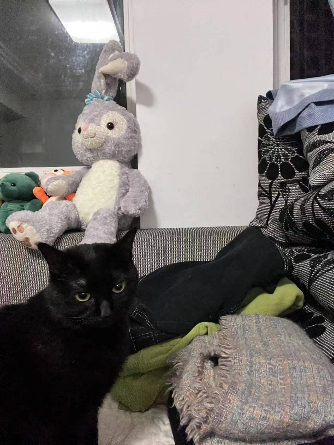 12月入住主卧 找新室友