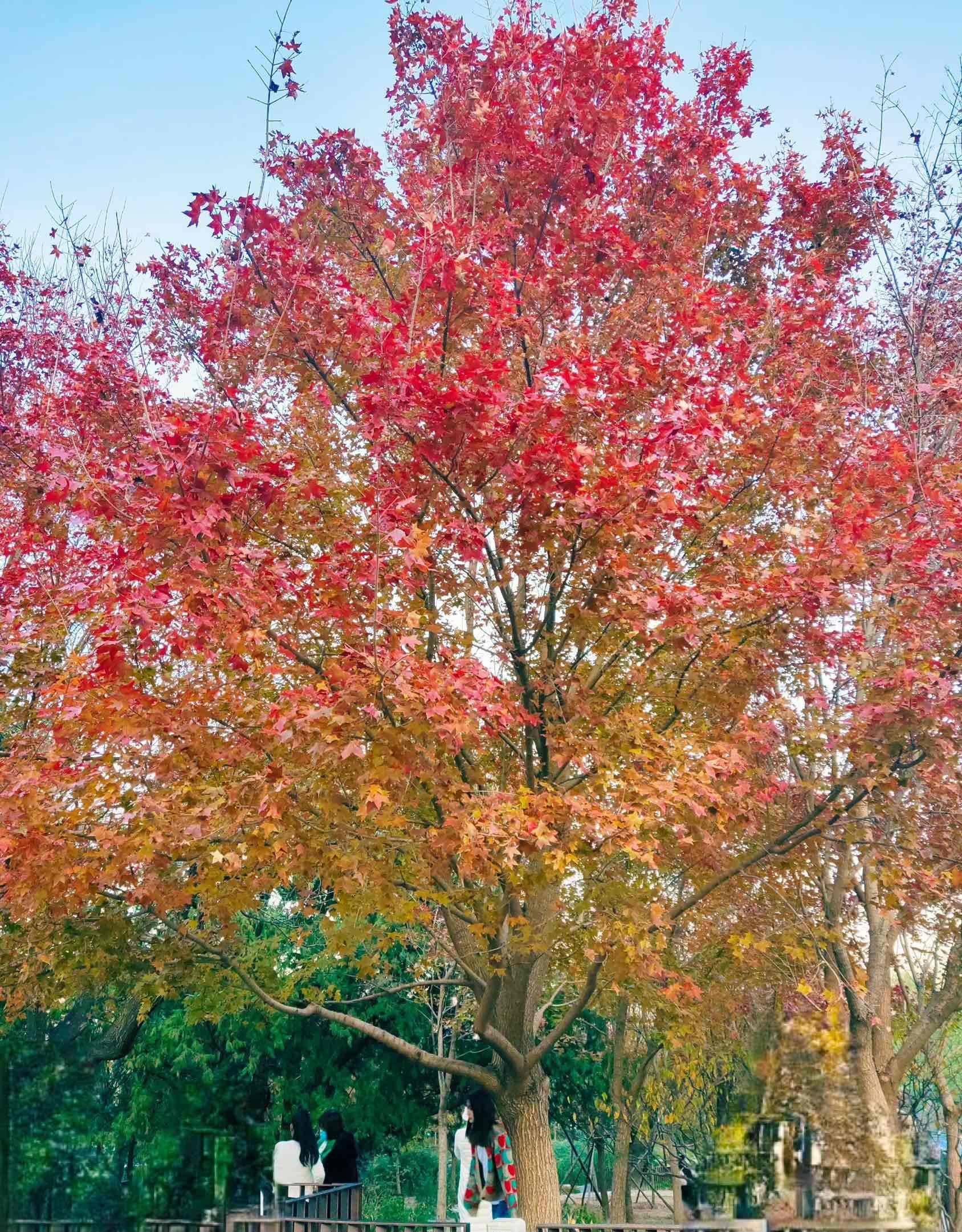 欢迎来看11，12月的北京_2