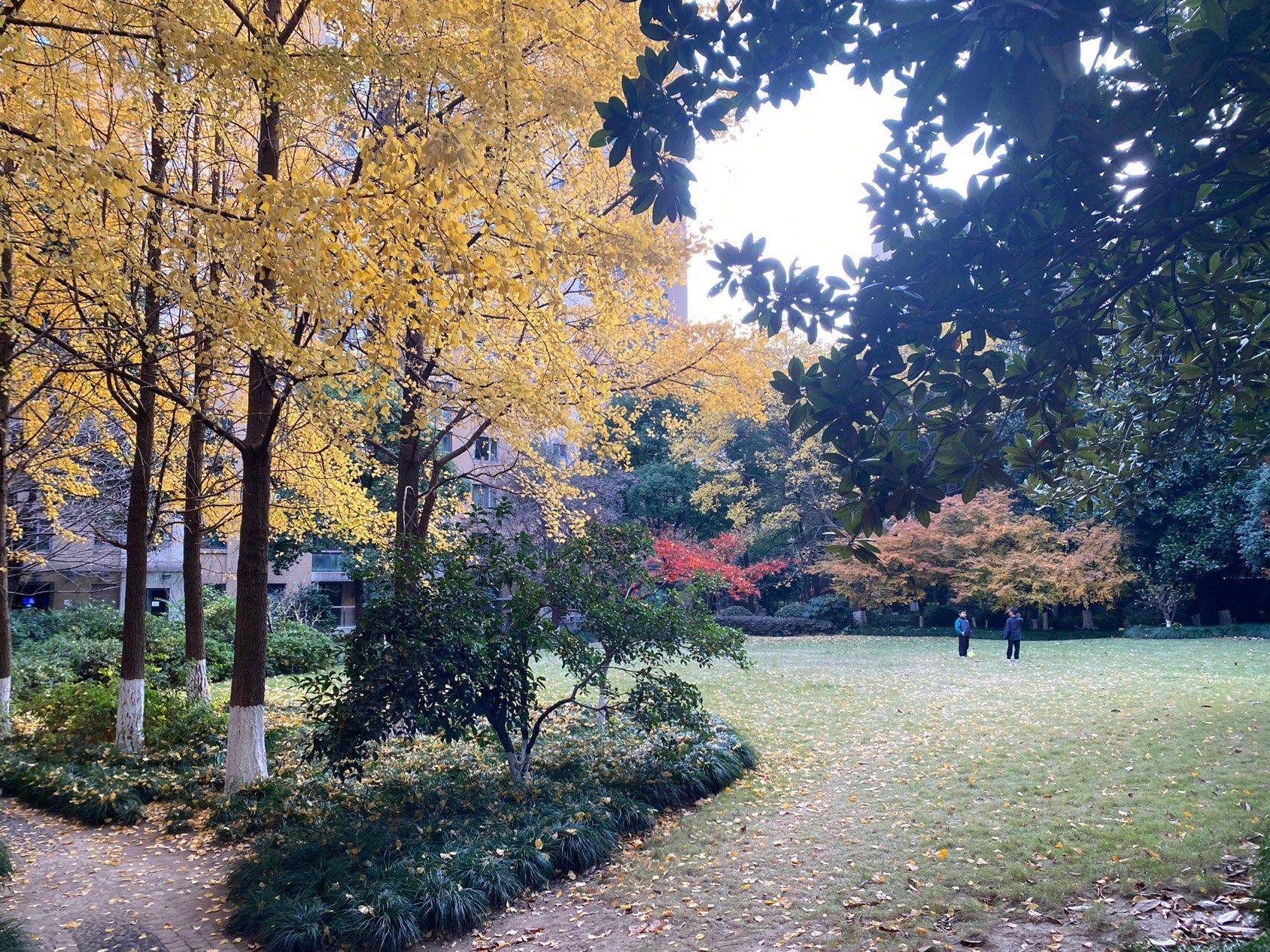 无需去京都，小区即可深度赏秋_1