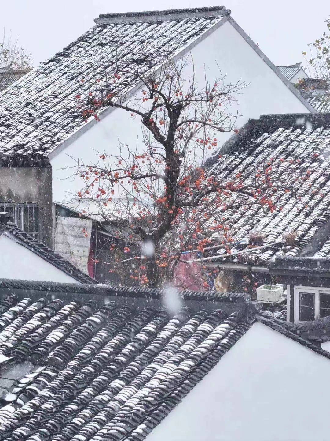 苏州的初雪_3