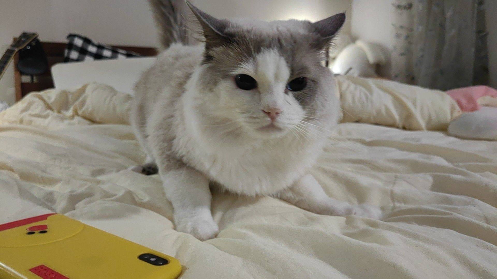 带着小猫咪走啦，转租打浦桥的房子啦