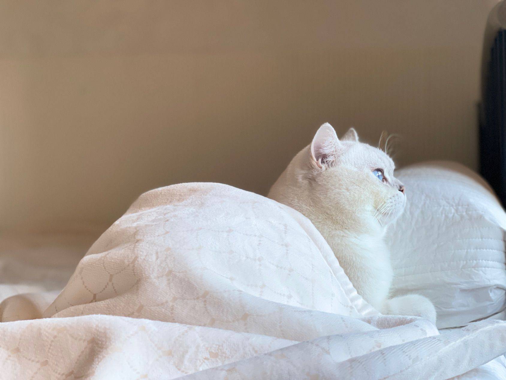 今天是奶黄包小猫咪🐱