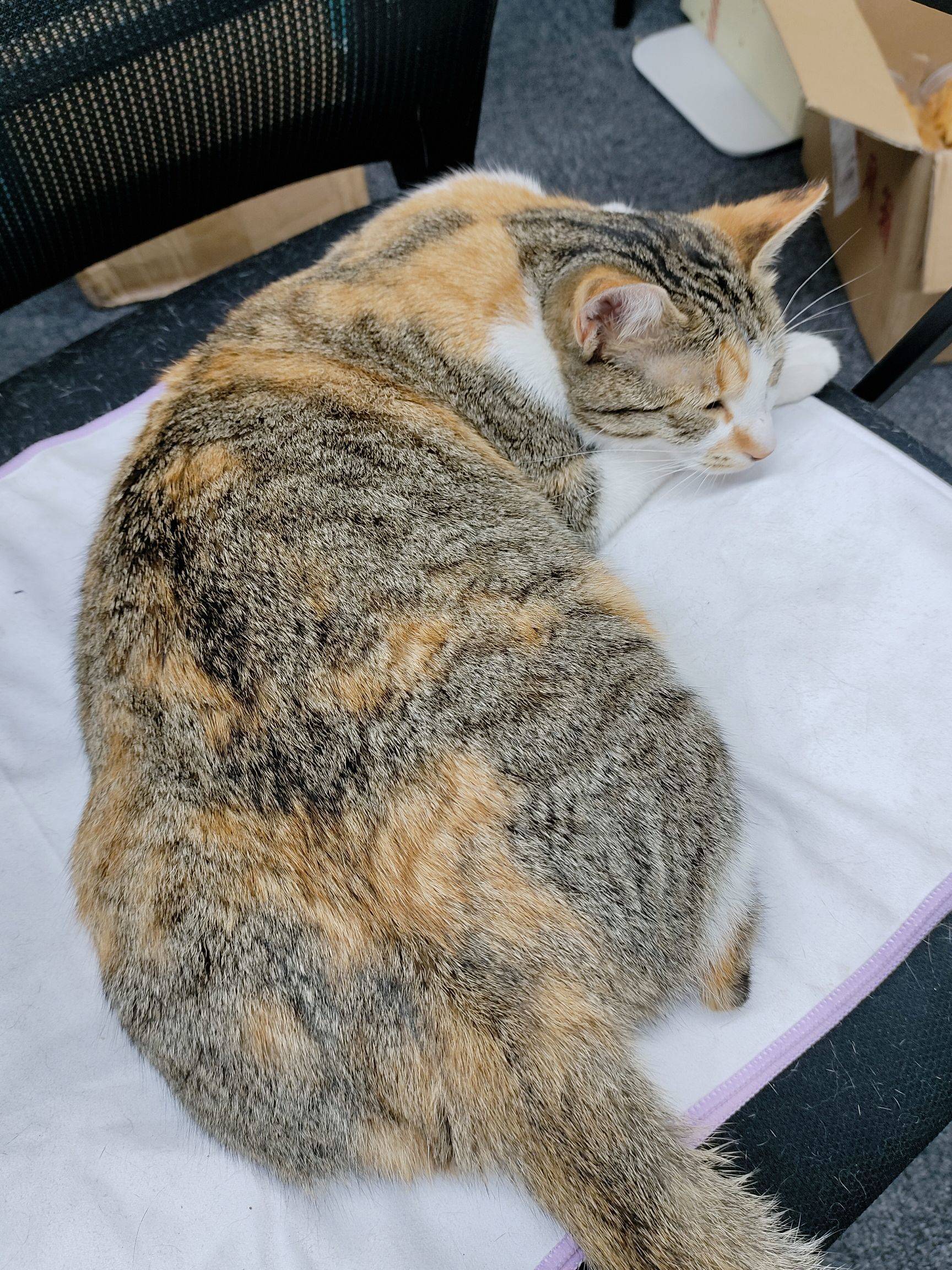 🐱二胎孕妈小cee待产中…