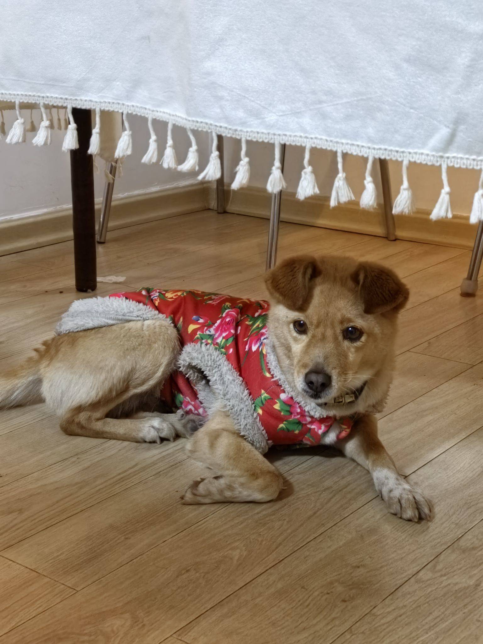 翠花，上酸菜！