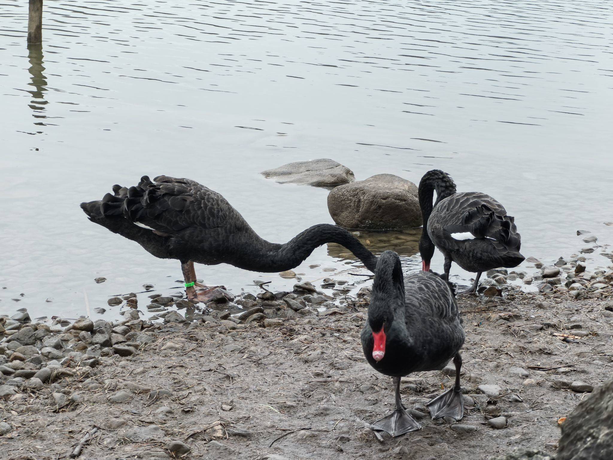 世纪公园的鹅鹅鹅