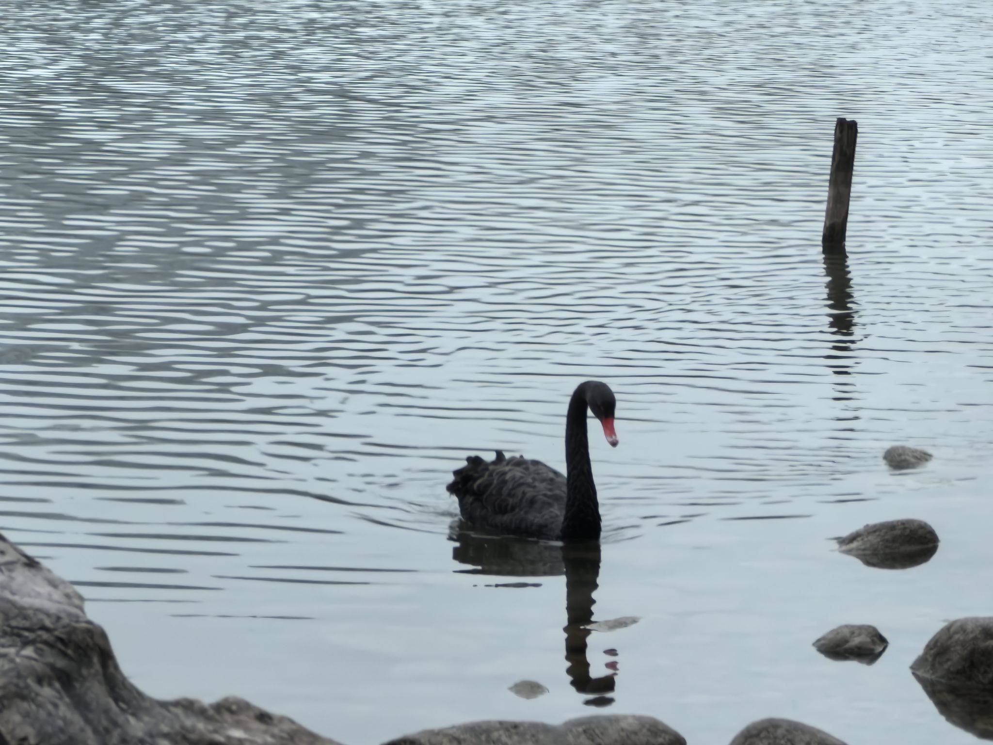 世纪公园的鹅鹅鹅_2