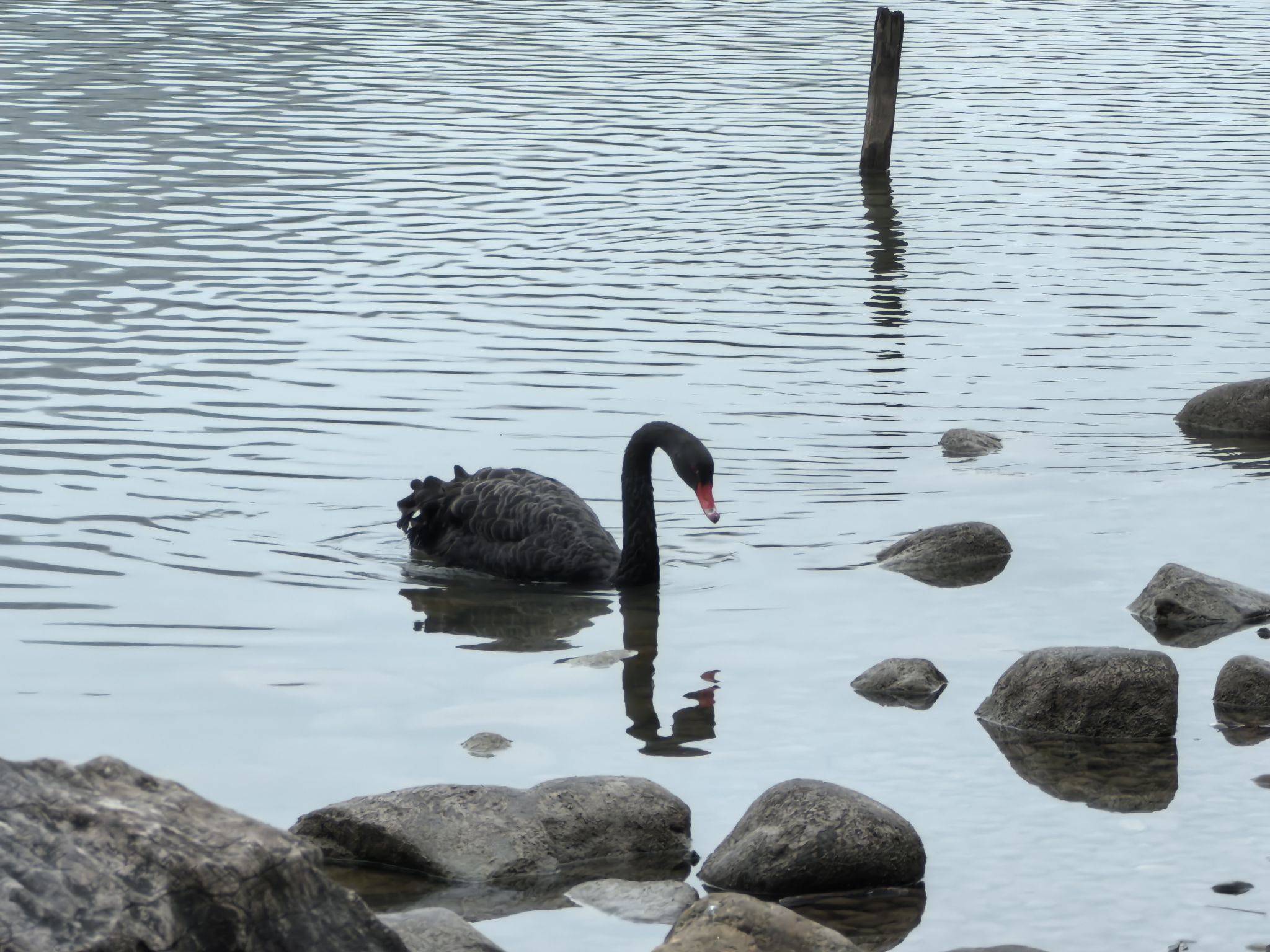 世纪公园的鹅鹅鹅_1