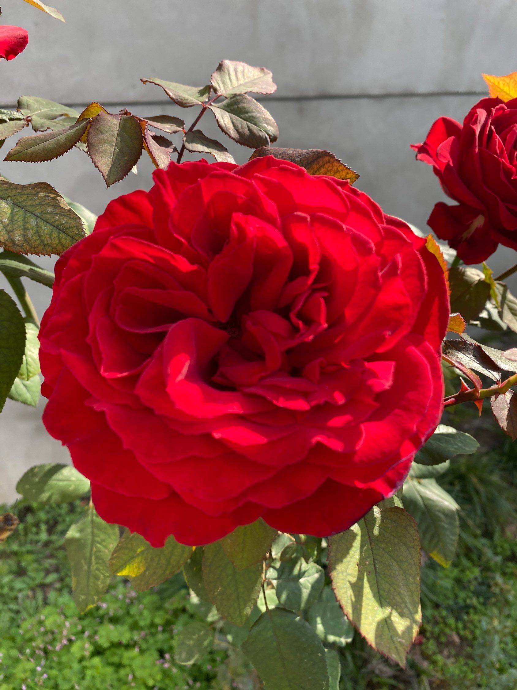 三月烟花上古都