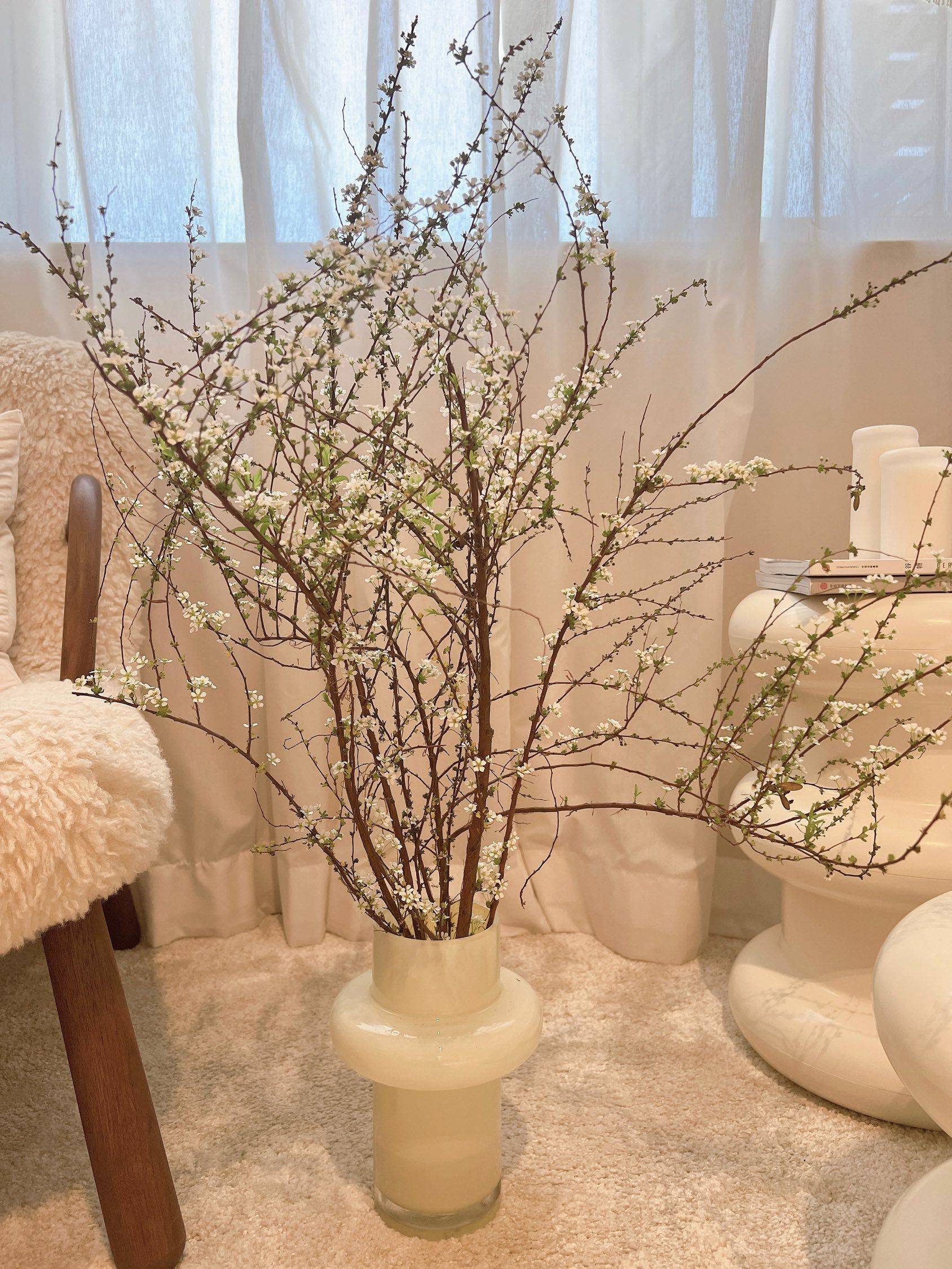 在盒马买的雪柳，没几天就开花啦