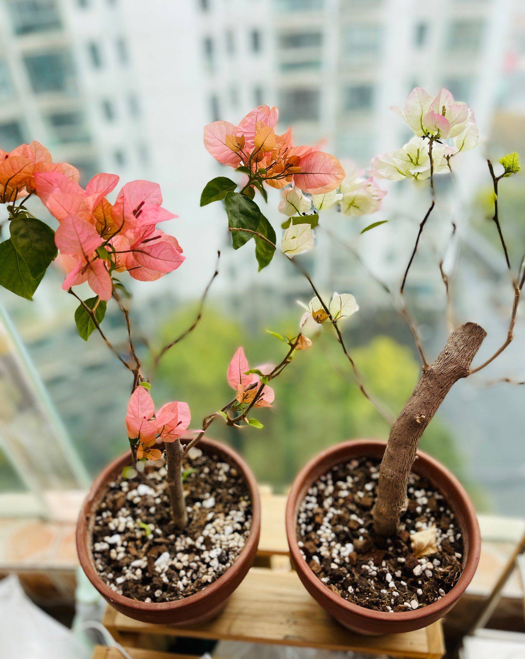 万物复苏，我的小花园终于熬过冬天_1