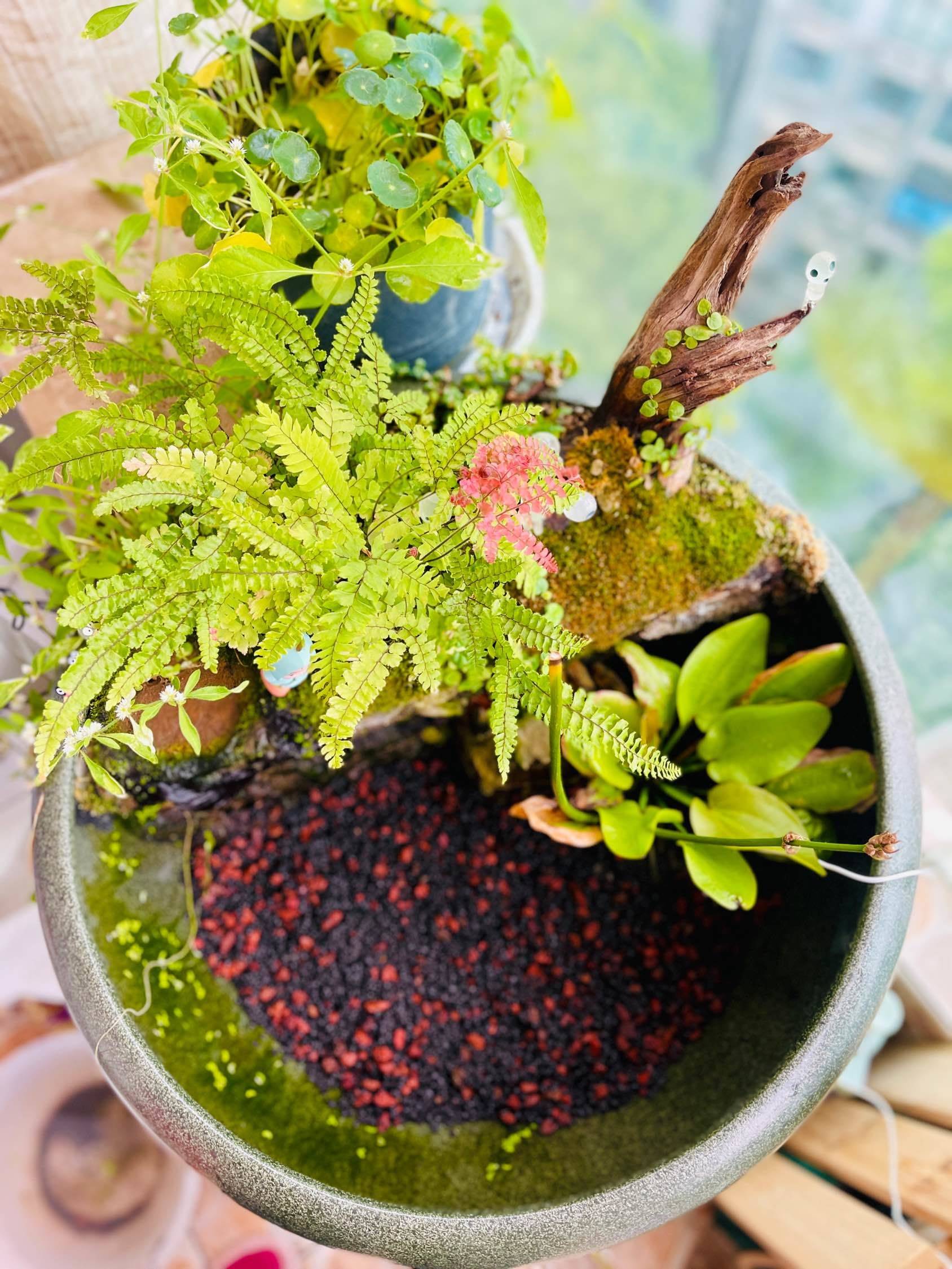 万物复苏，我的小花园终于熬过冬天