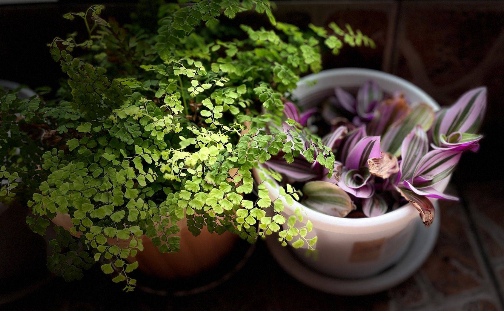 万物复苏，我的小花园终于熬过冬天_2