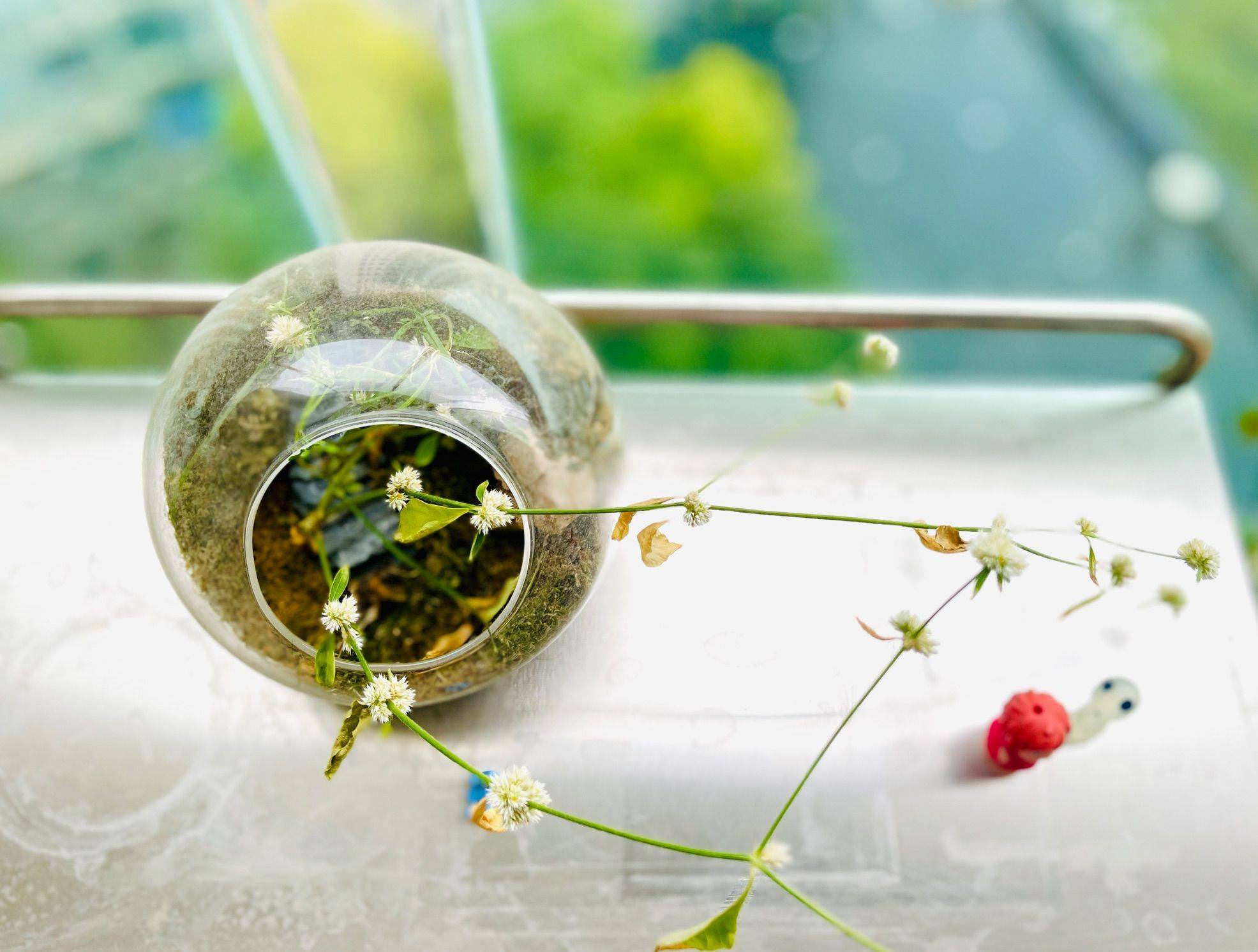 万物复苏，我的小花园终于熬过冬天_3