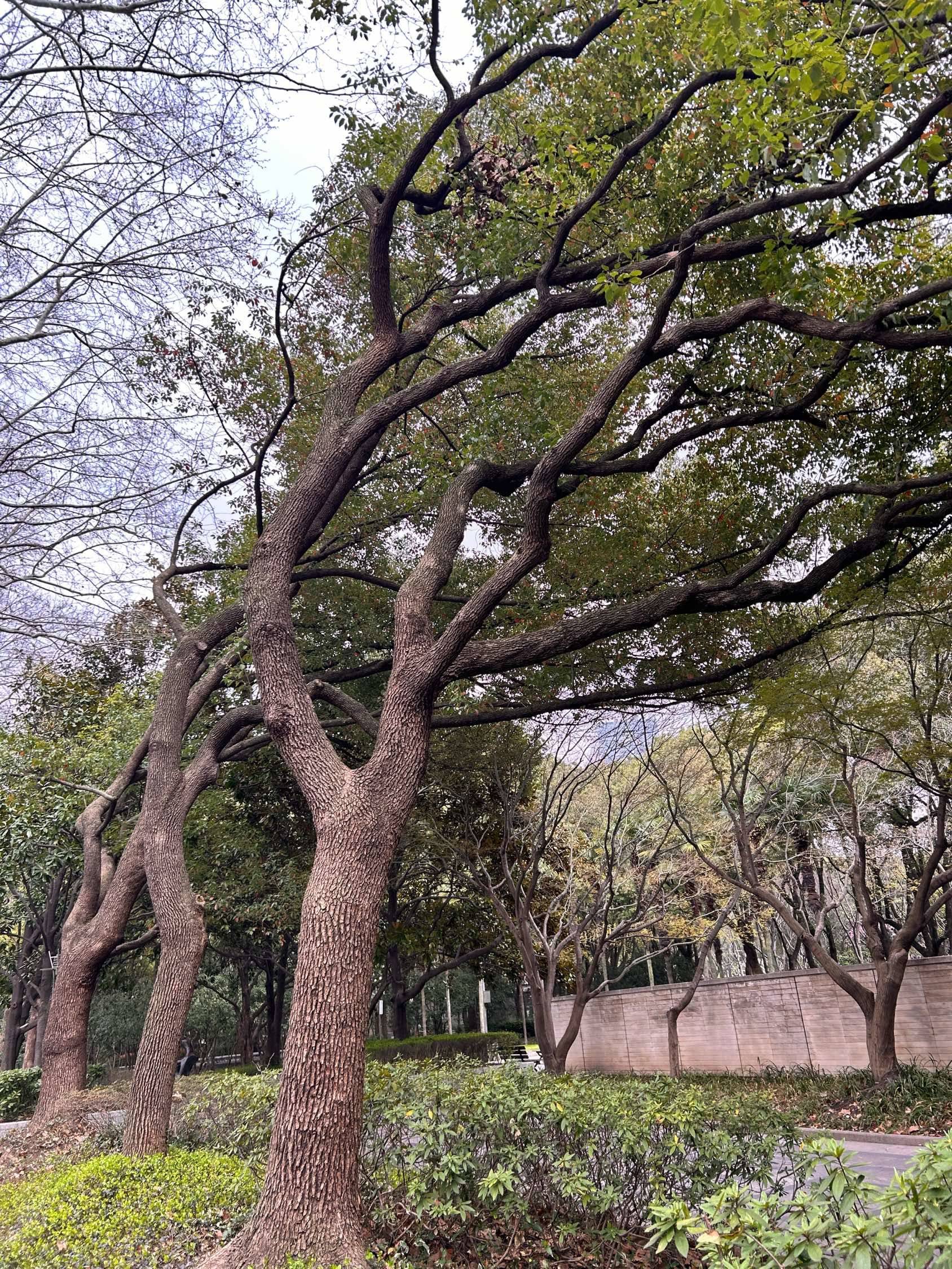 10 minutes walking to Xujiahui Park🍃_4