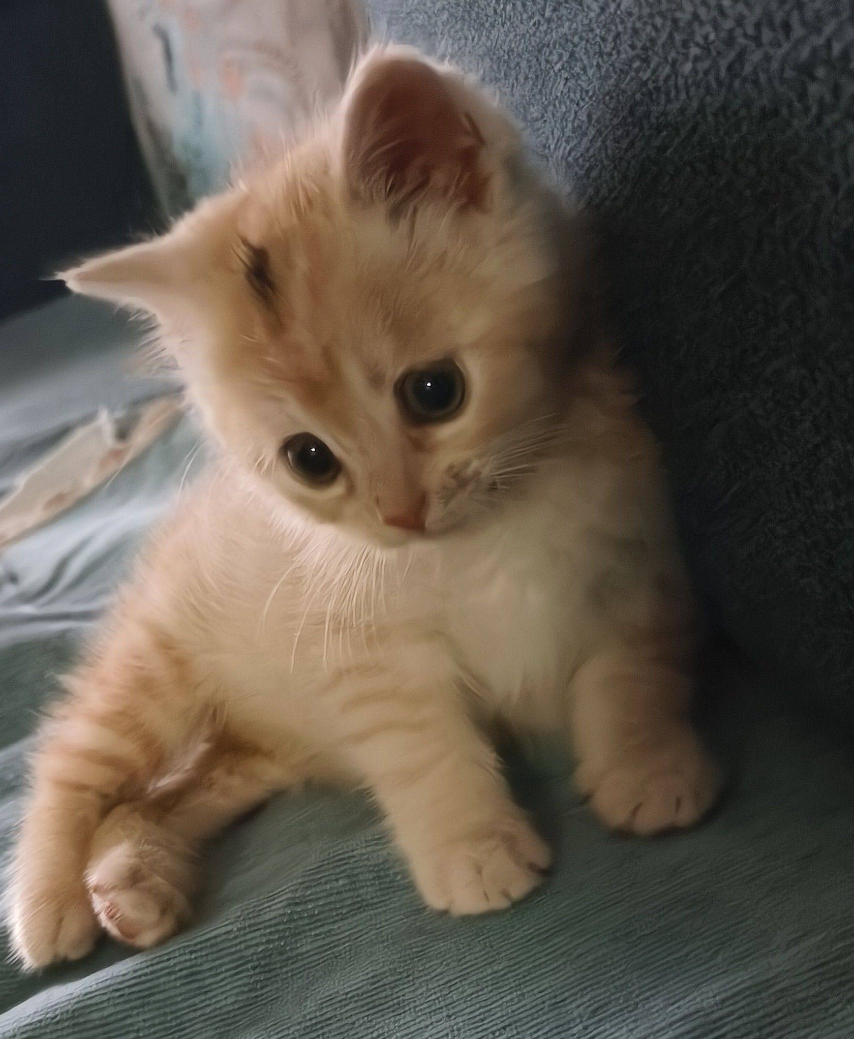 小猫在一天天变的聪明了，超萌超可爱😊