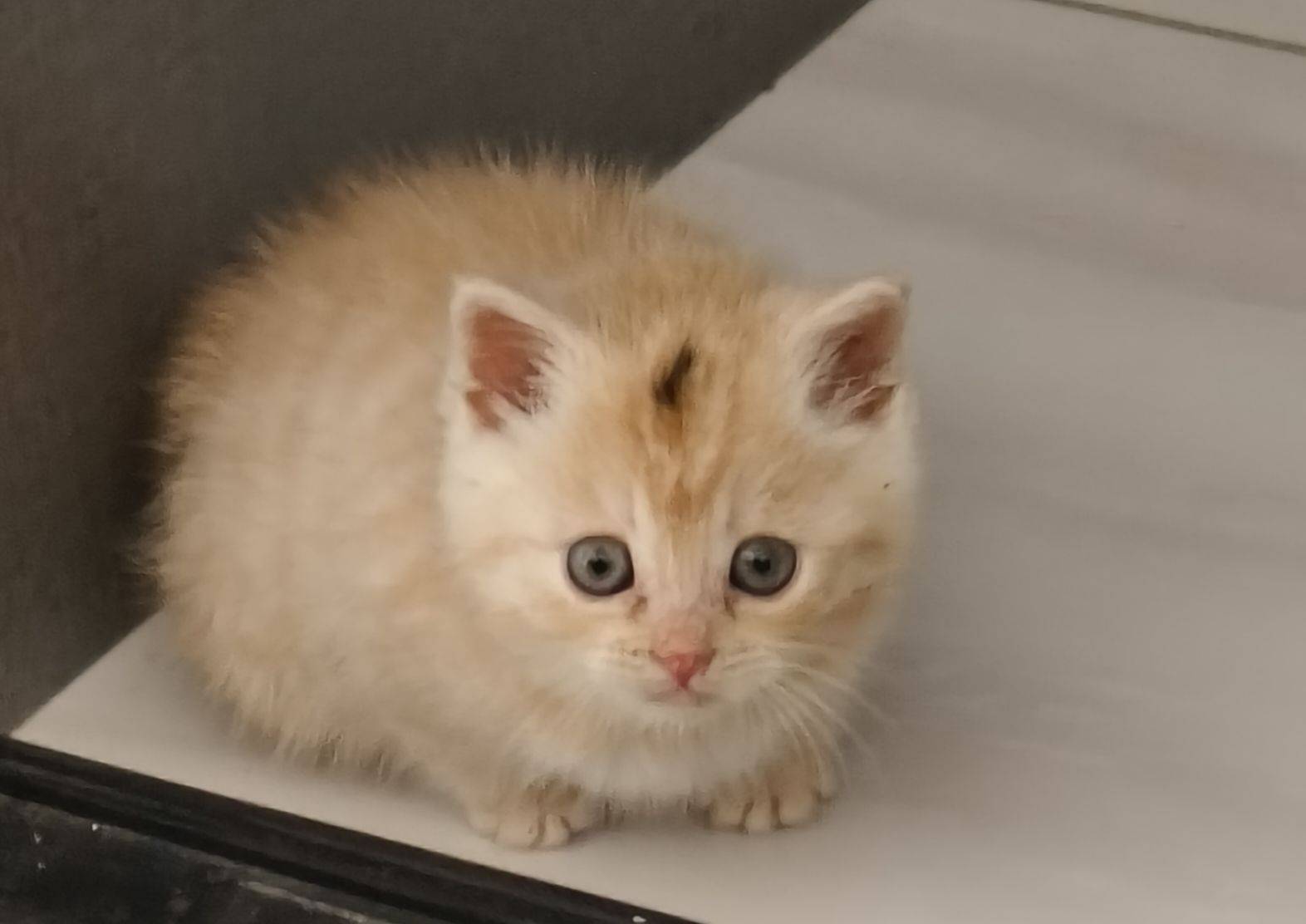 小猫在一天天变的聪明了，超萌超可爱😊_2