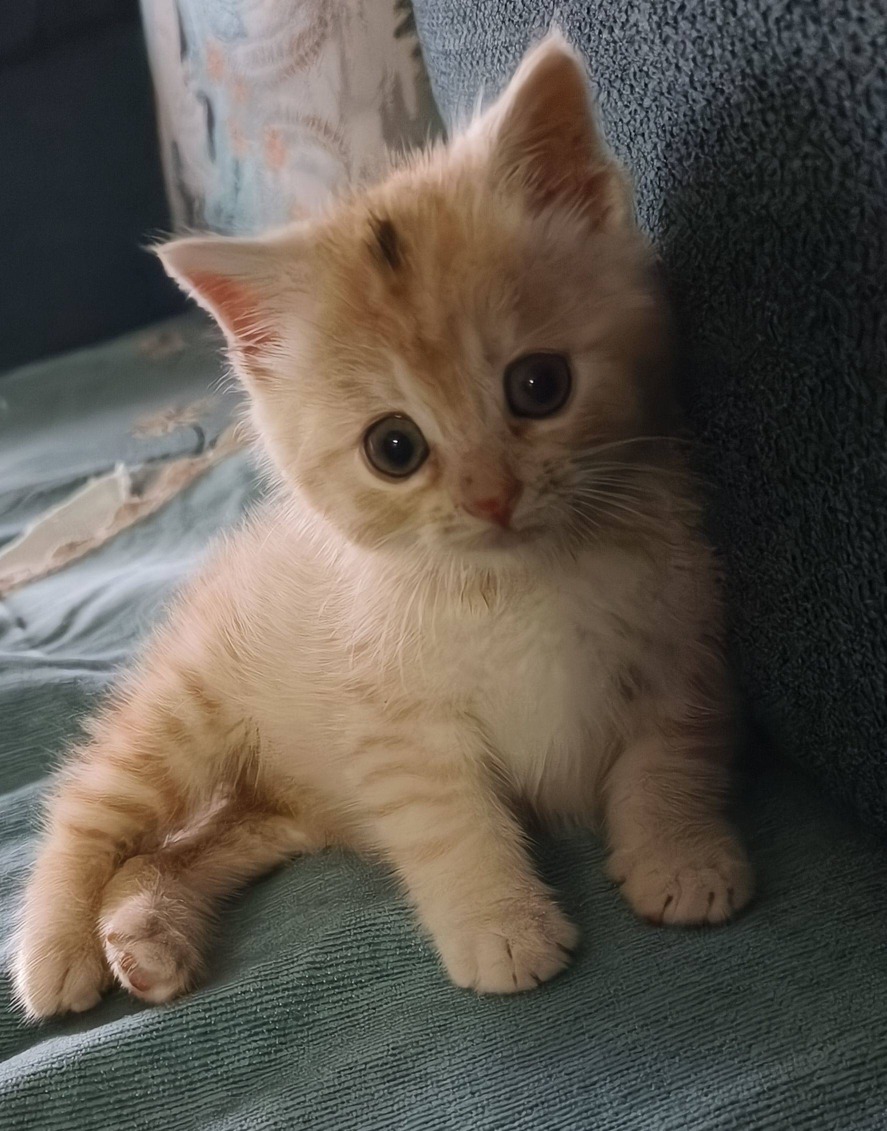 小猫在一天天变的聪明了，超萌超可爱😊_1