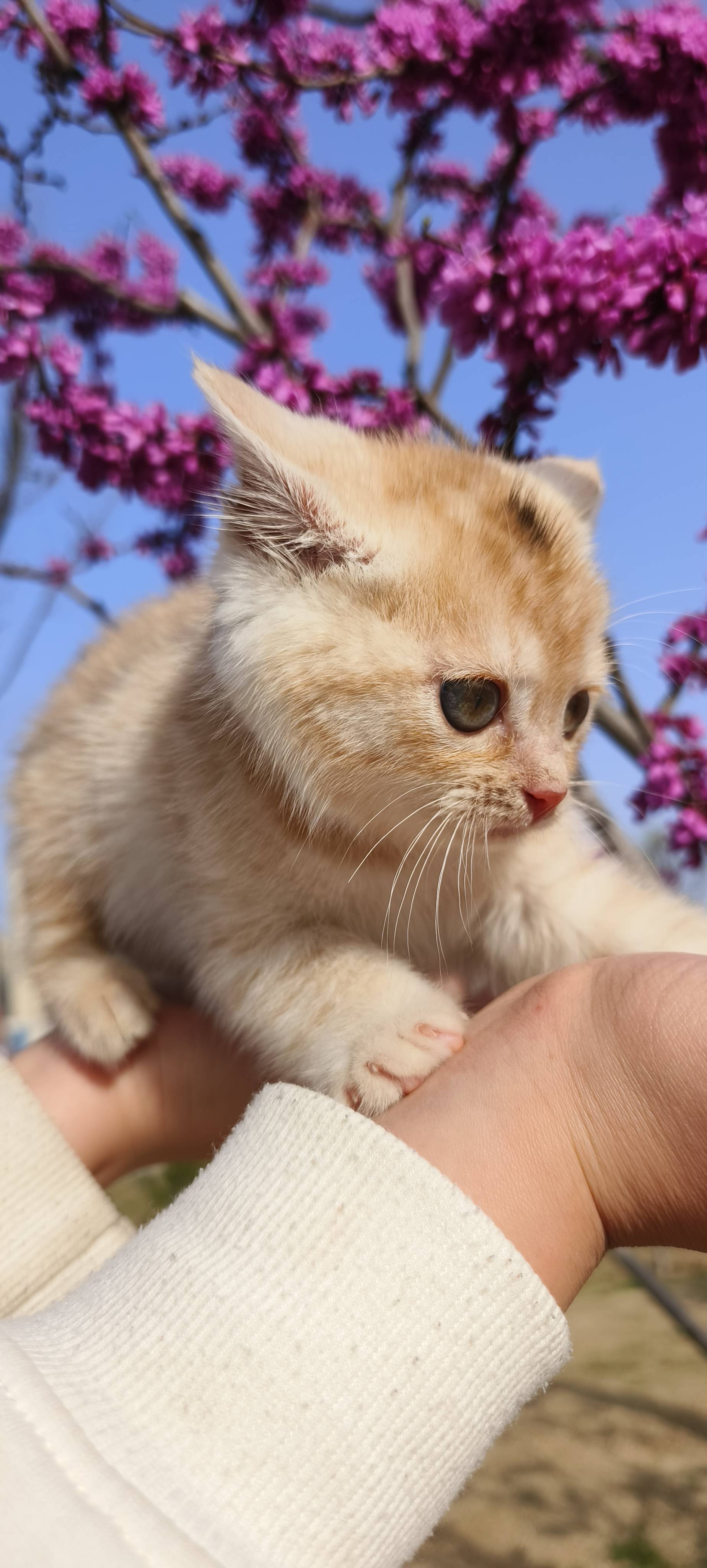 春暖花开时，带它出去见见世面😀_2