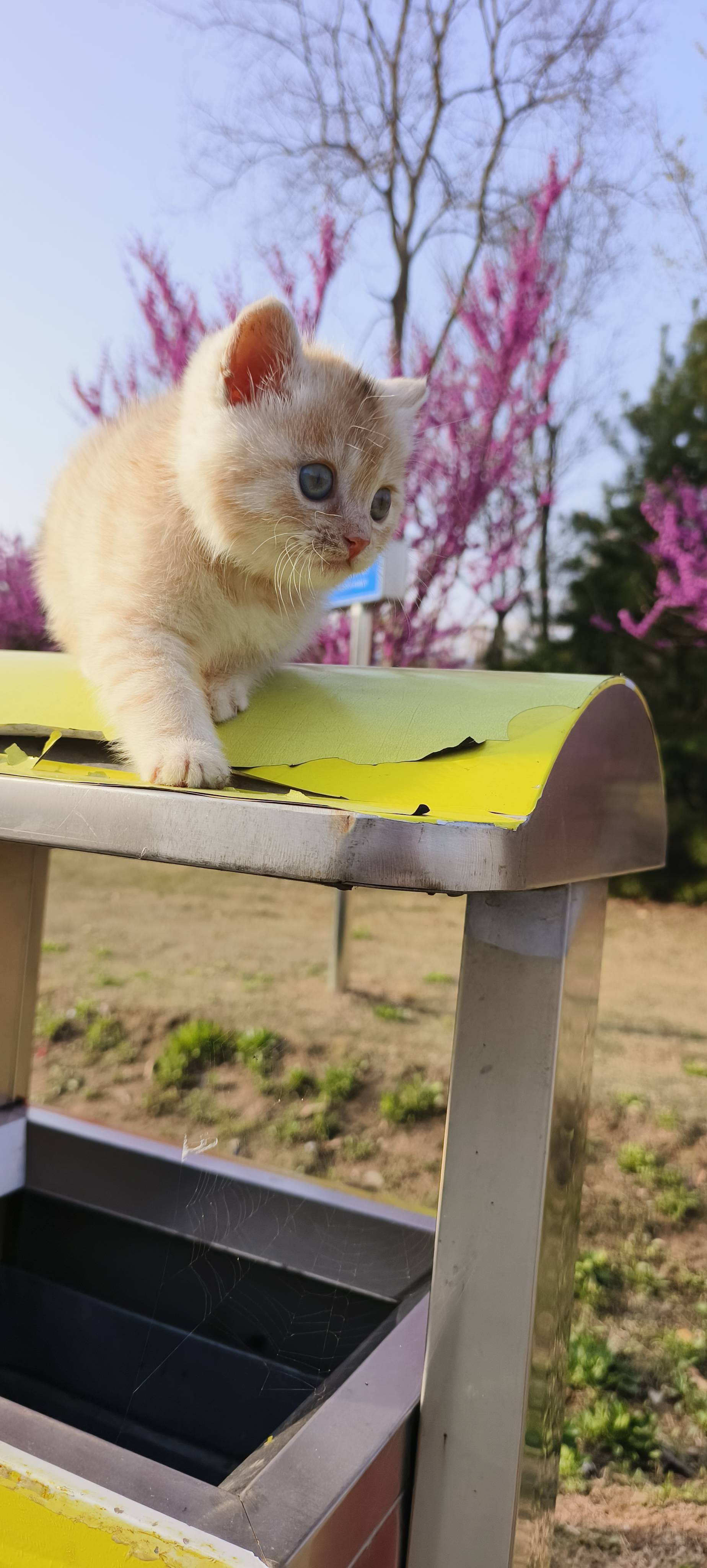 春暖花开时，带它出去见见世面😀