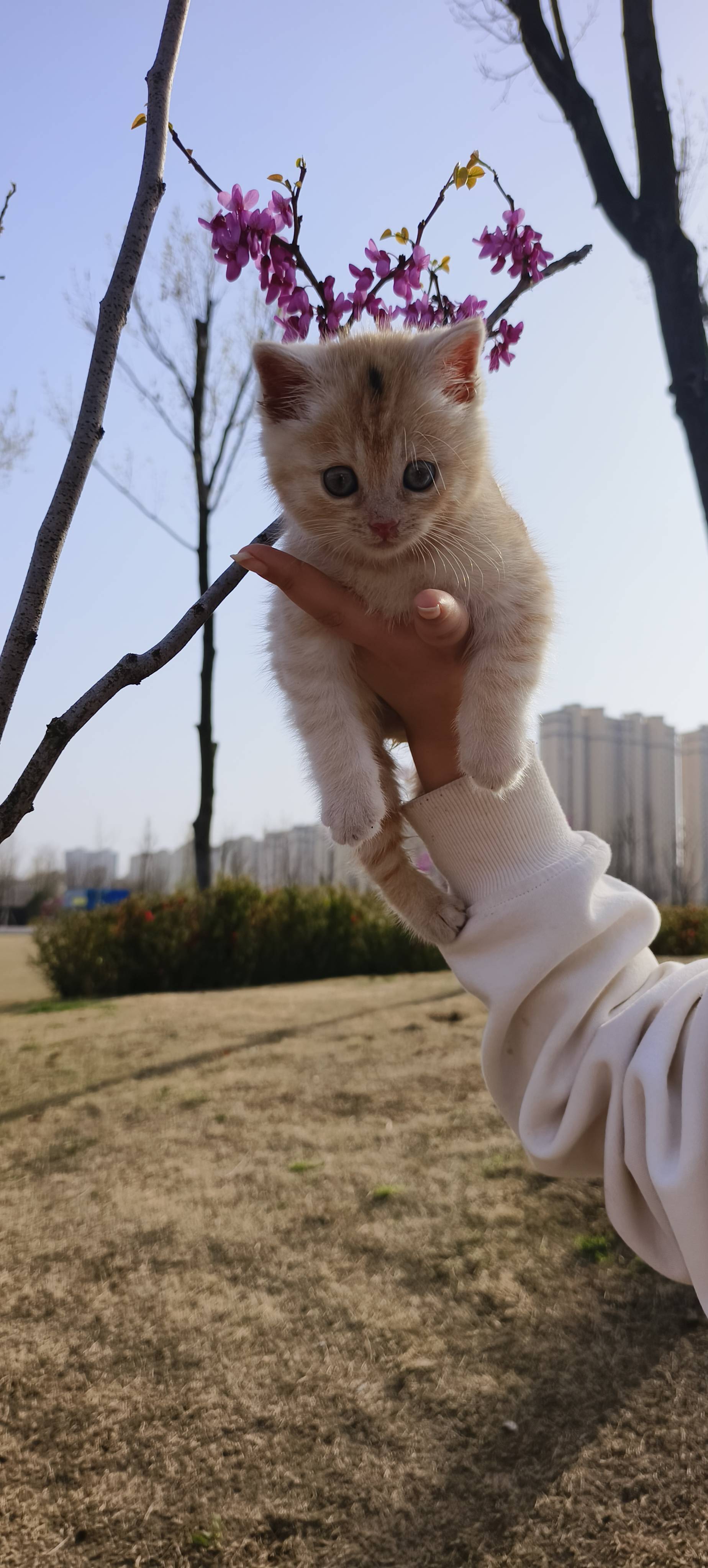 春暖花开时，带它出去见见世面😀_3