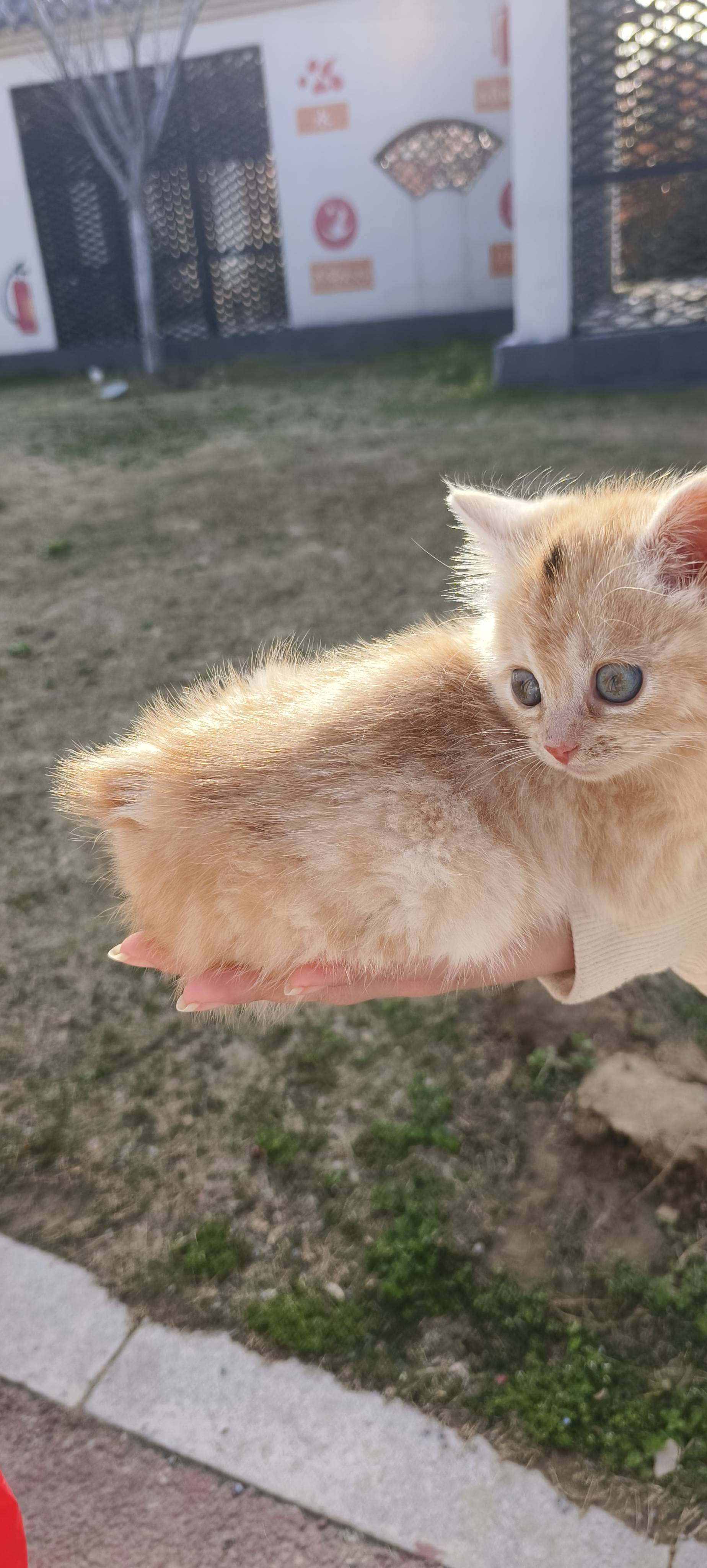 它为什么没有尾巴呢，有天生无尾猫吗？