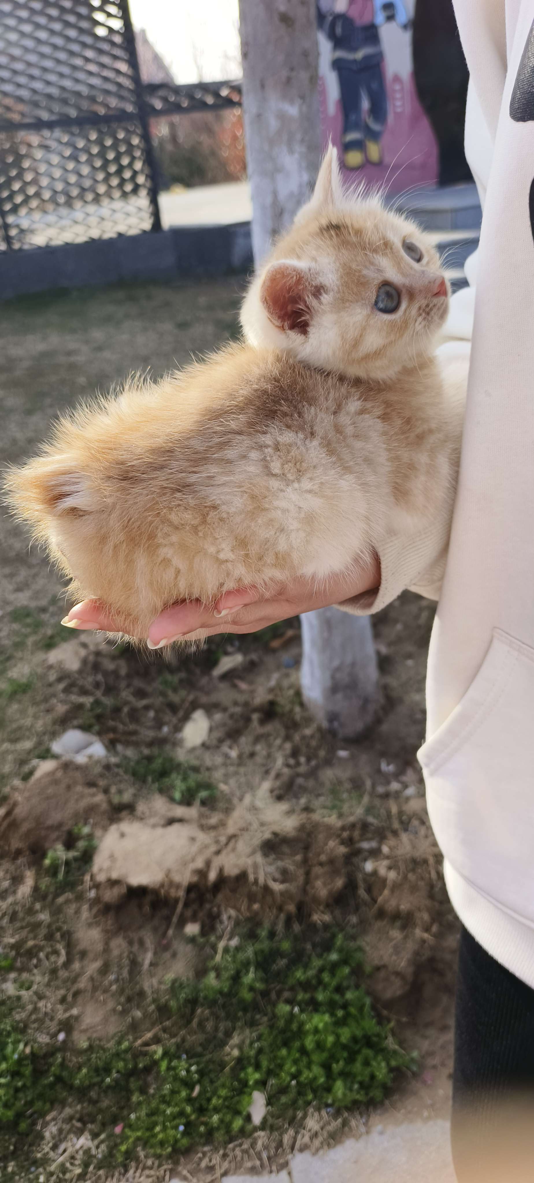 它为什么没有尾巴呢，有天生无尾猫吗？_1