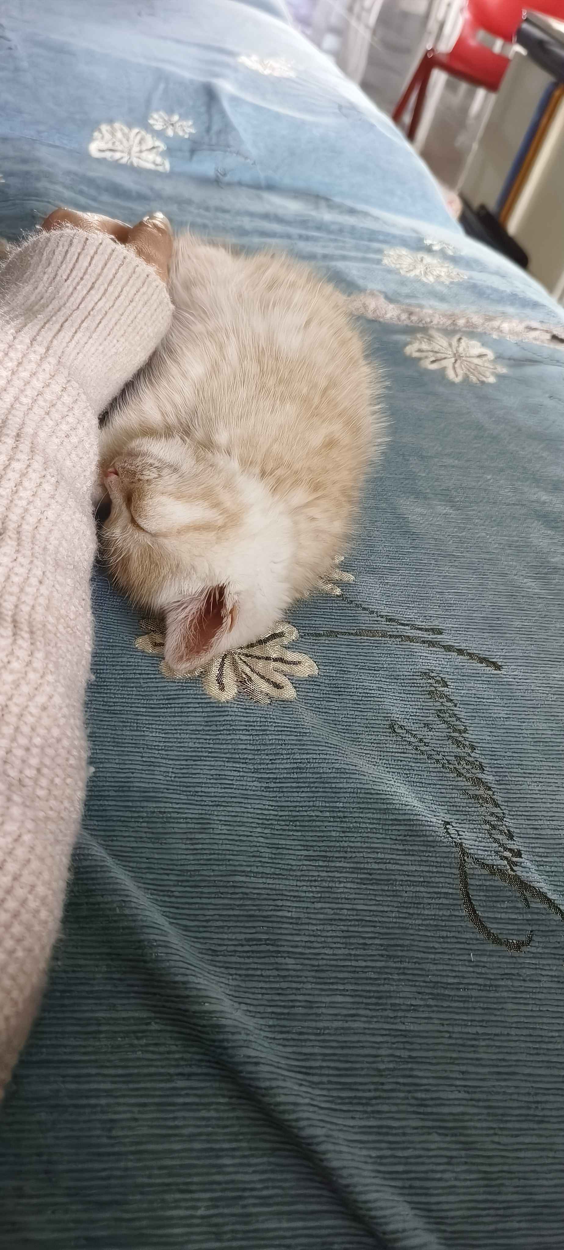 超级可爱的小东西😀_2