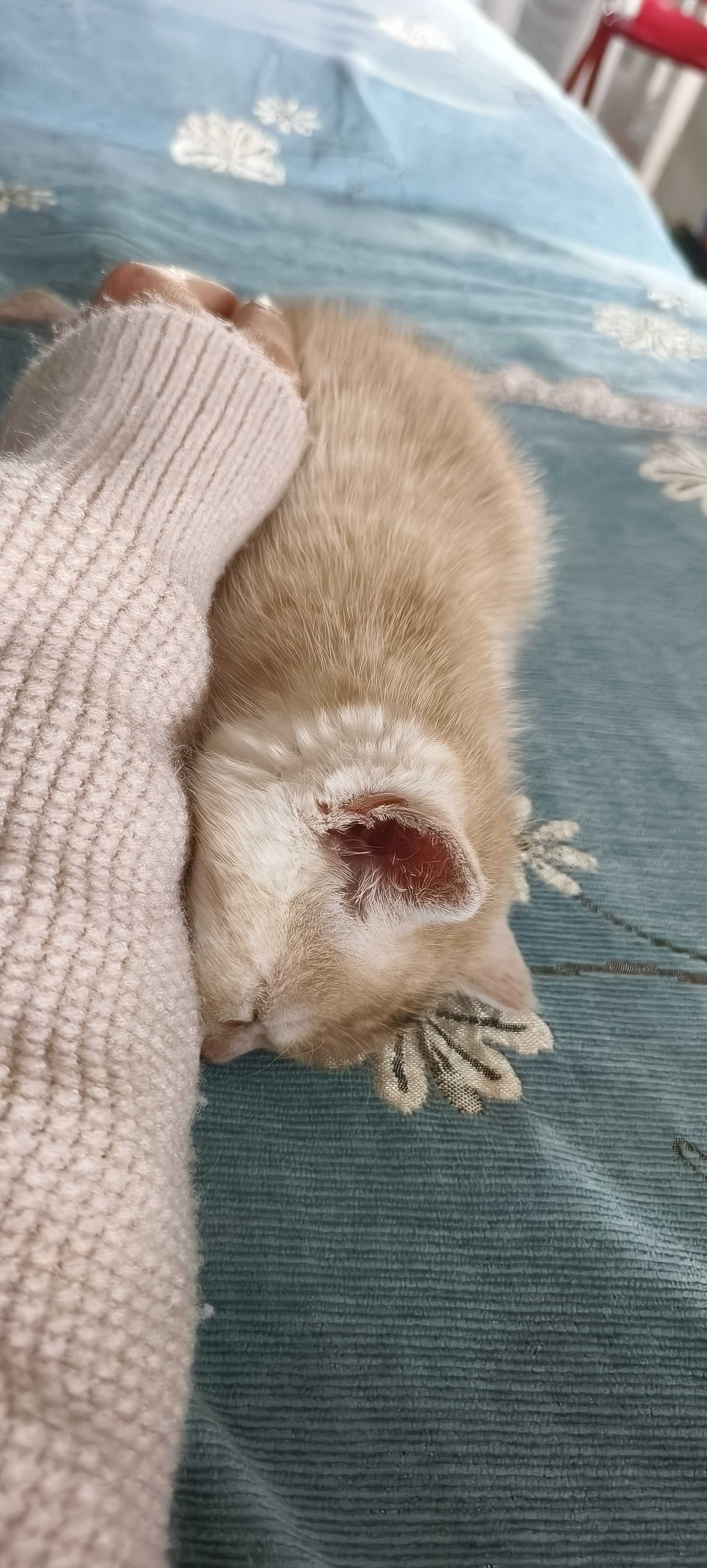 超级可爱的小东西😀_3