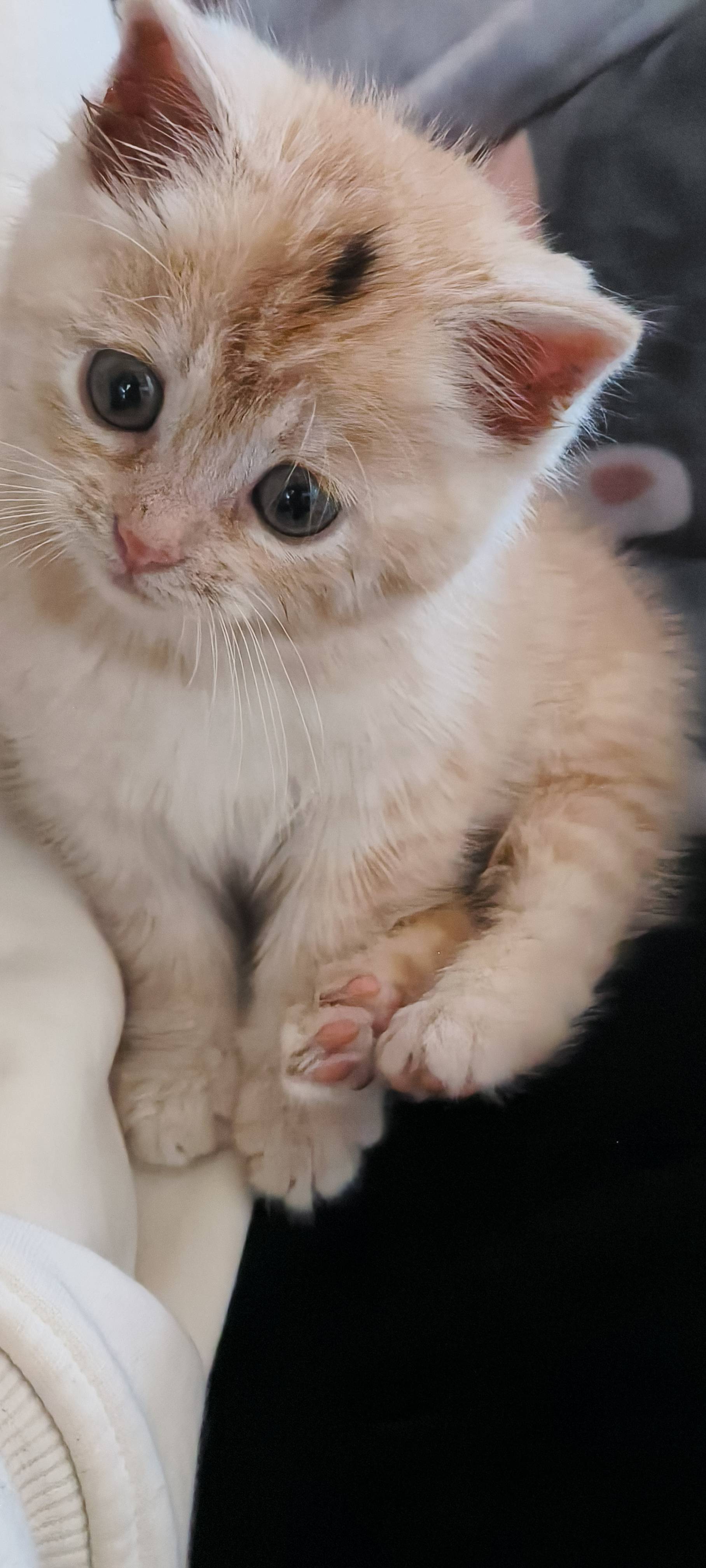 超级可爱的小东西😀