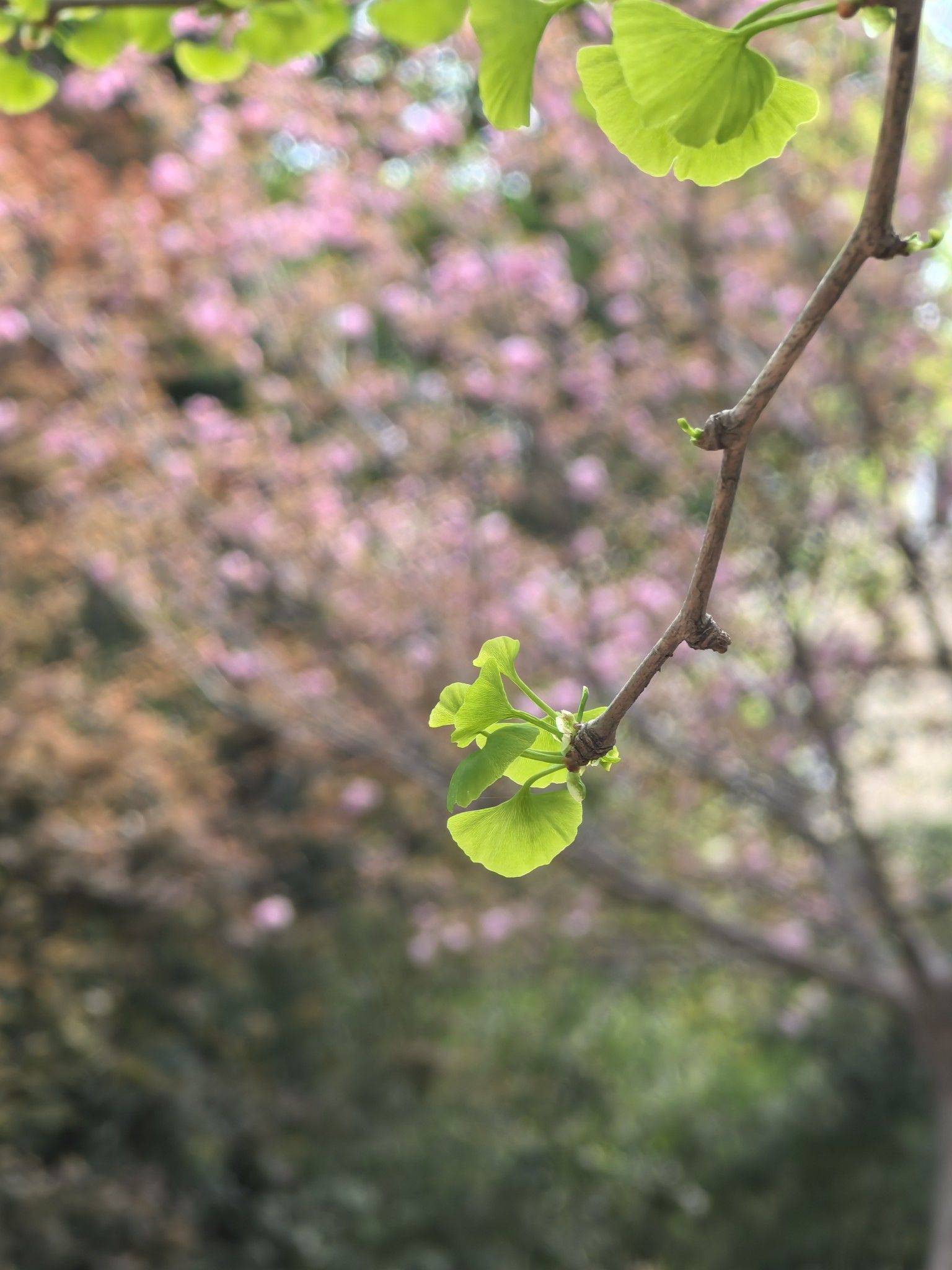 春风吻过的枝头，绿意盎然_2