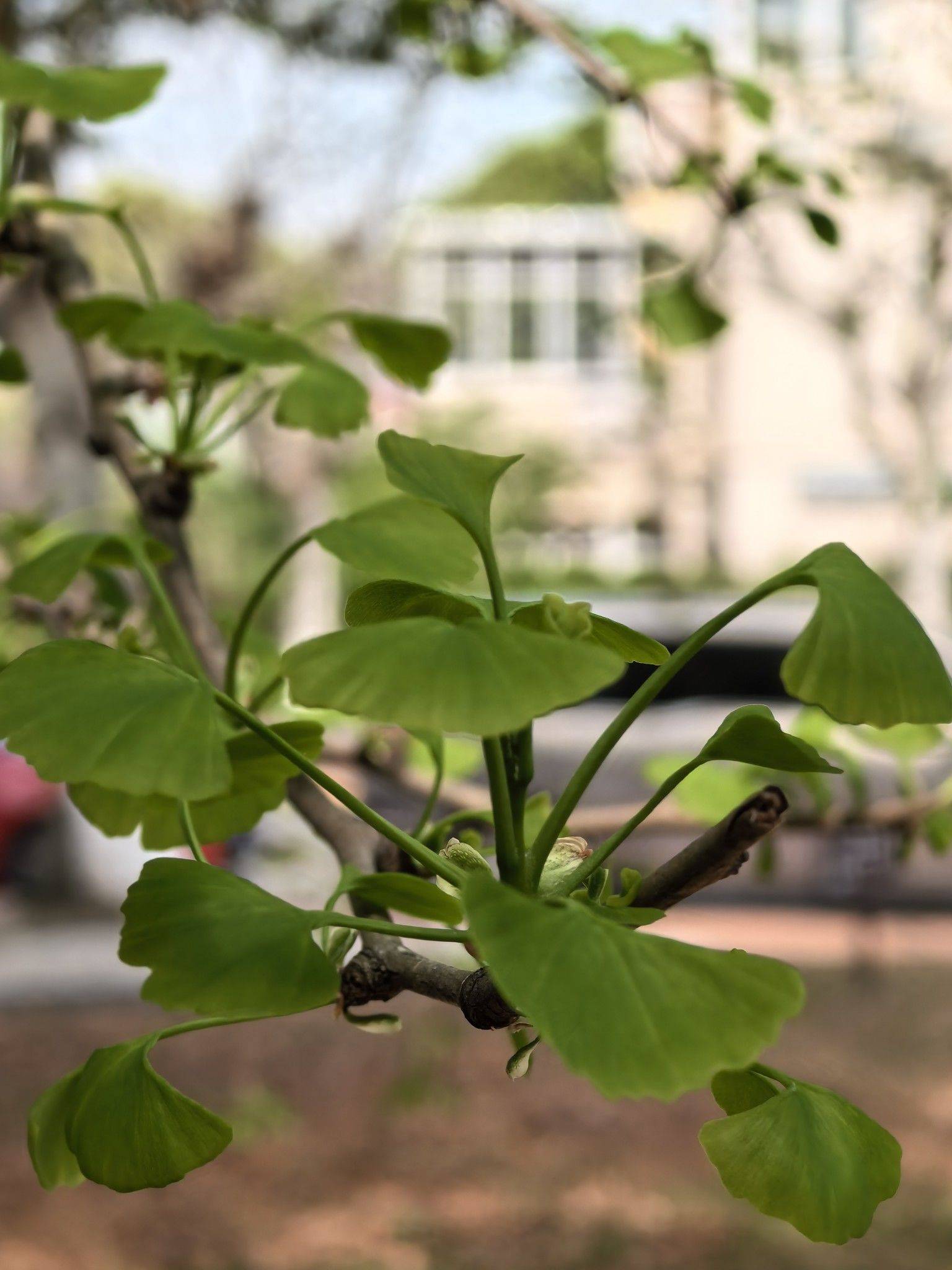 春风吻过的枝头，绿意盎然_1