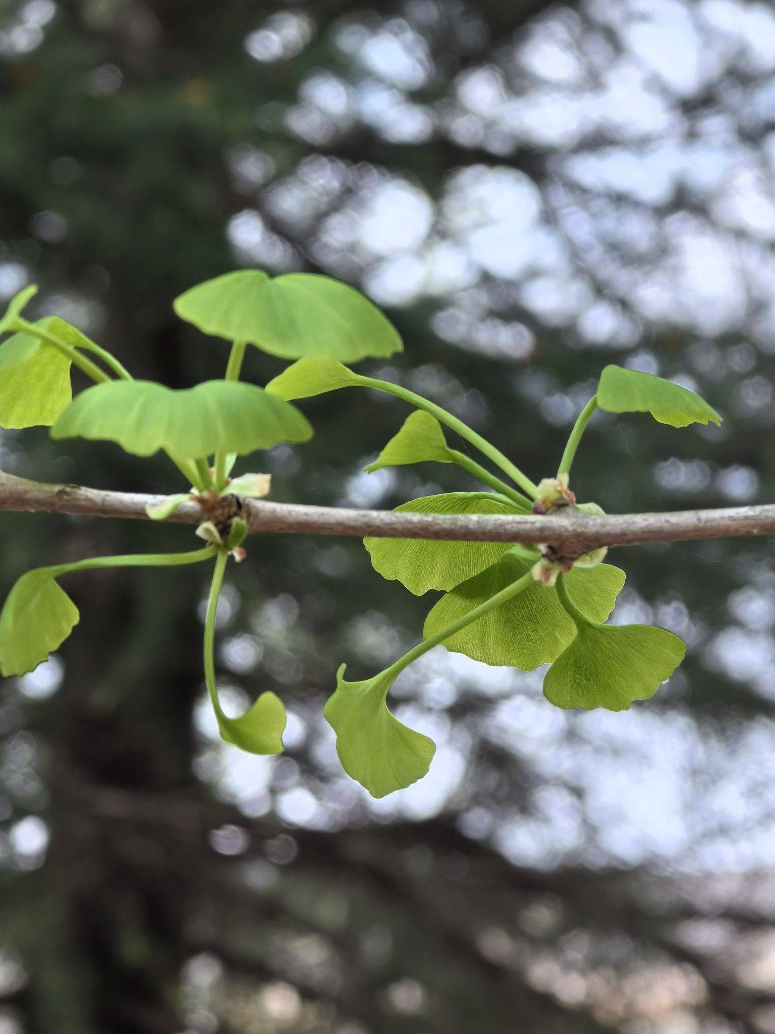 春风吻过的枝头，绿意盎然
