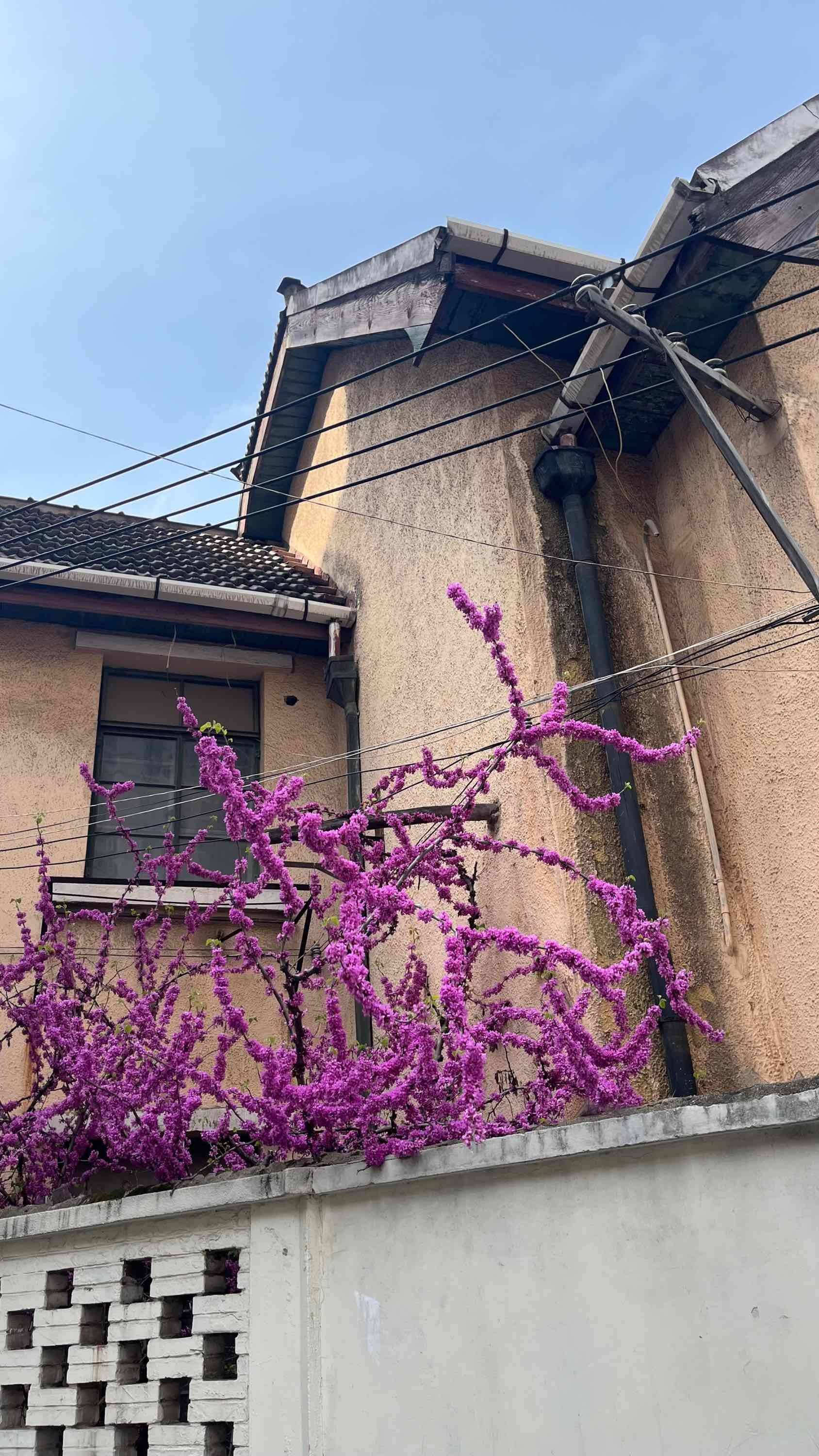 Peaceful walk around the neighborhood_1