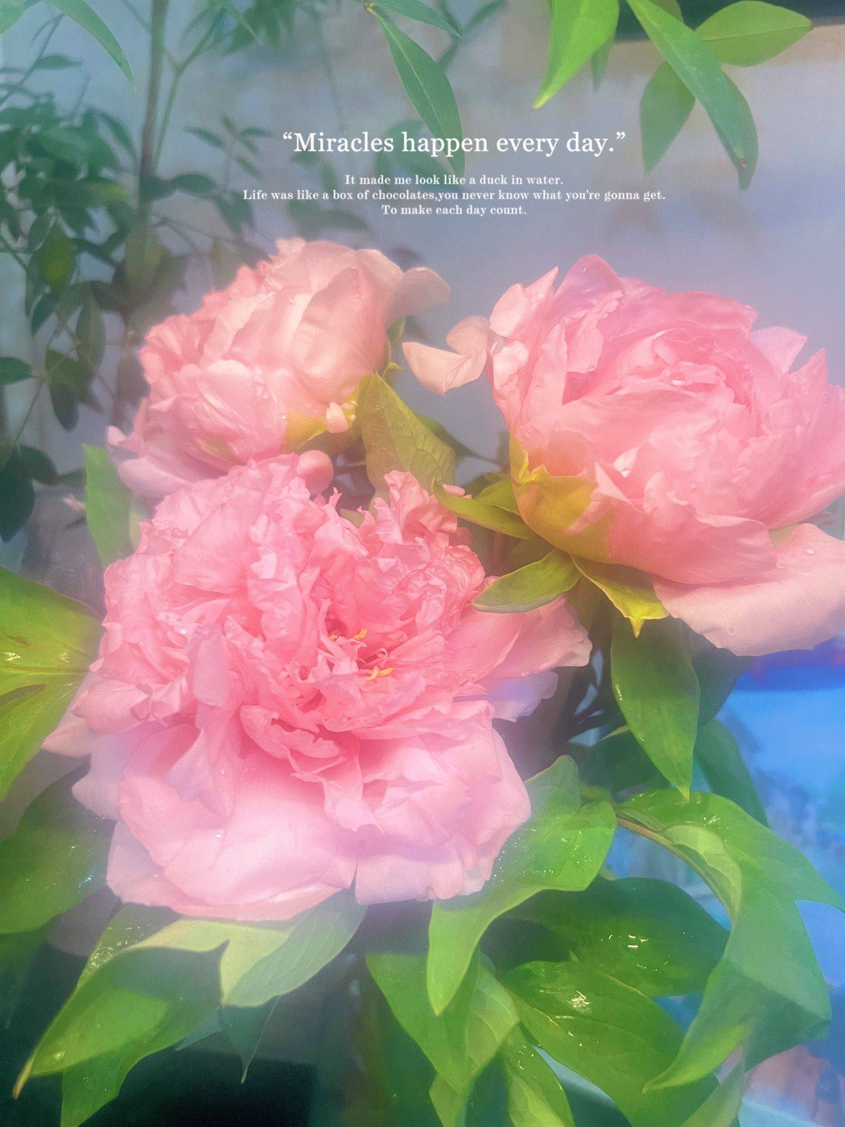 四月是属于牡丹的